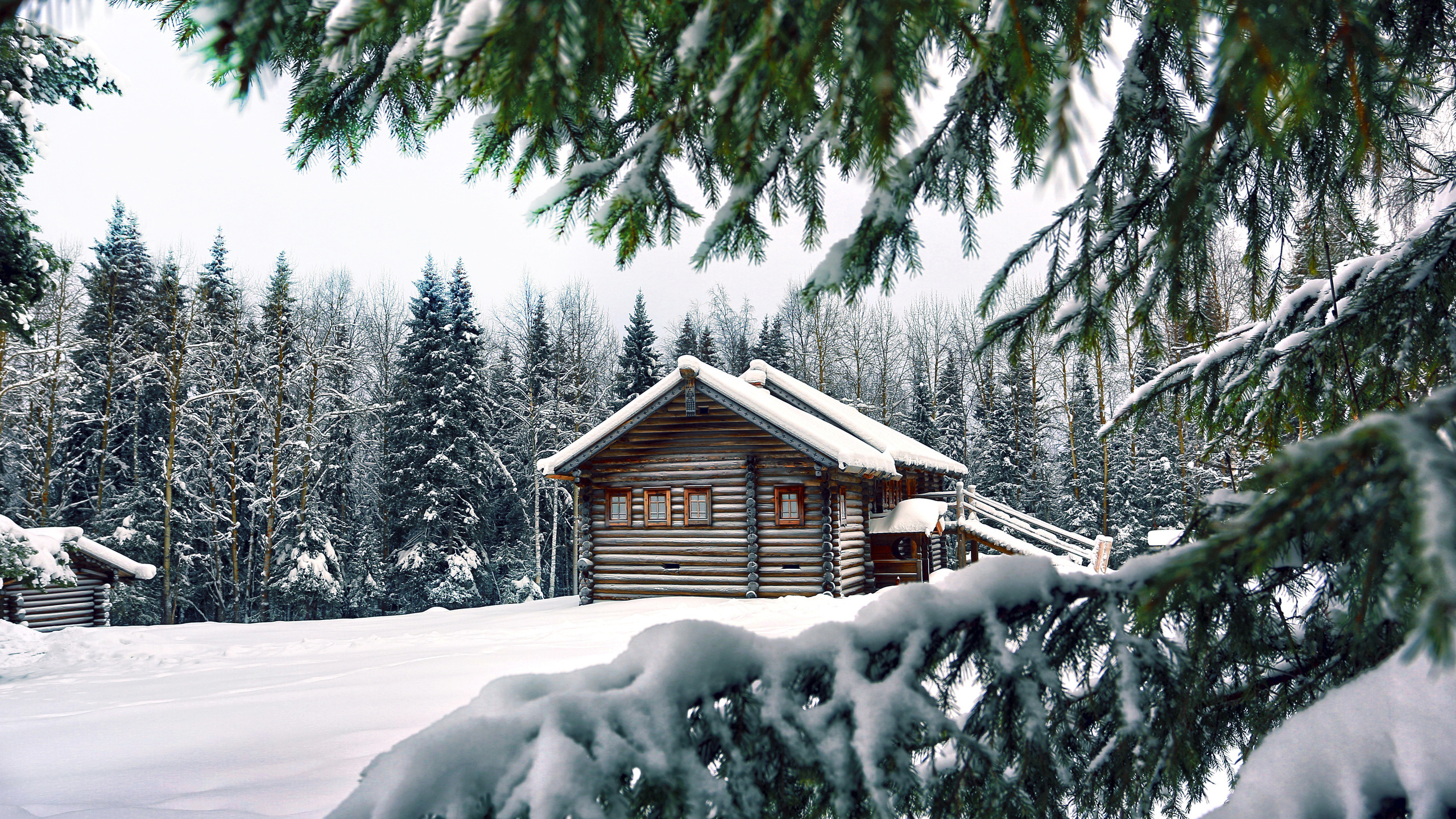 house, needles, pine, snow