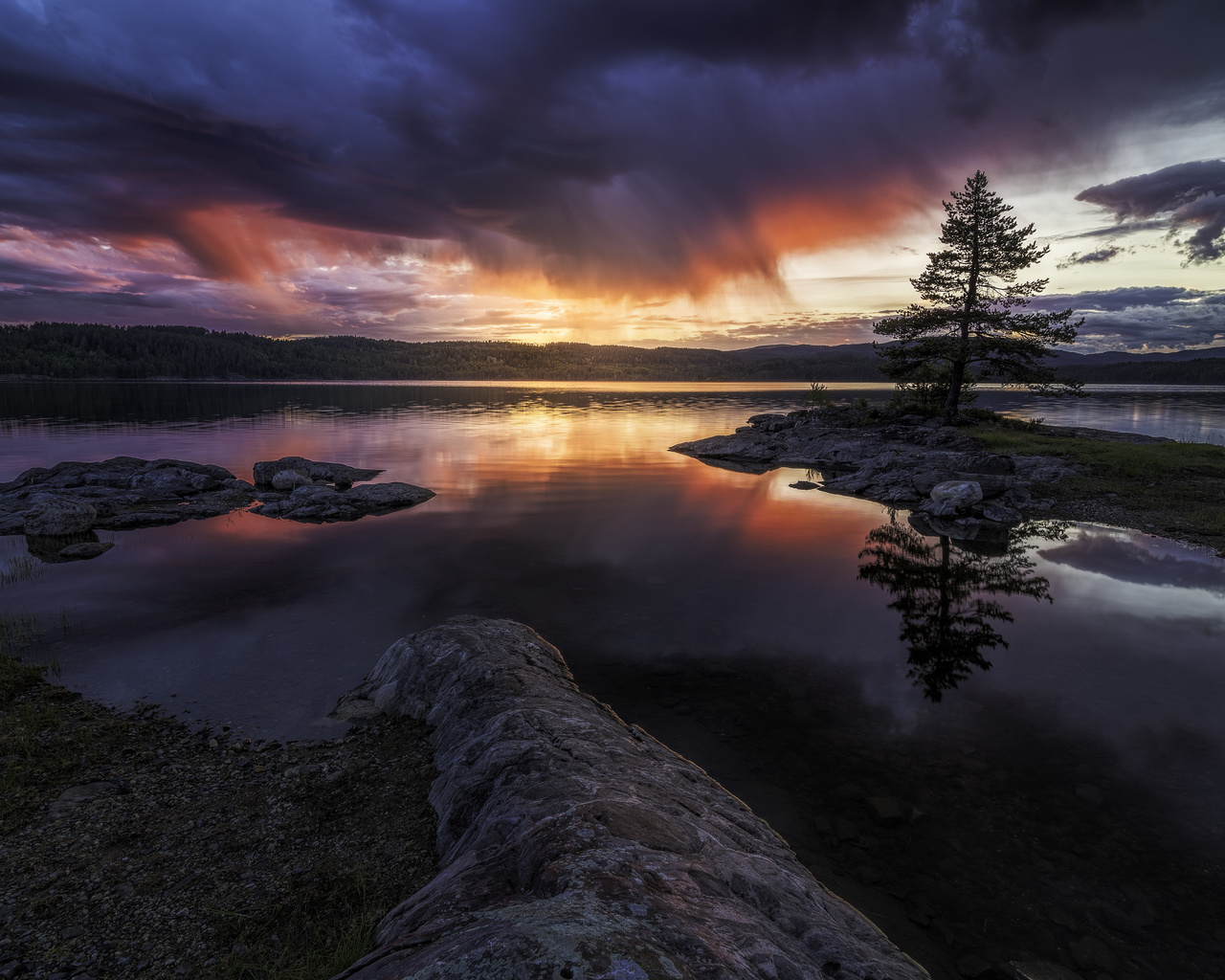 norway, tree, landscape