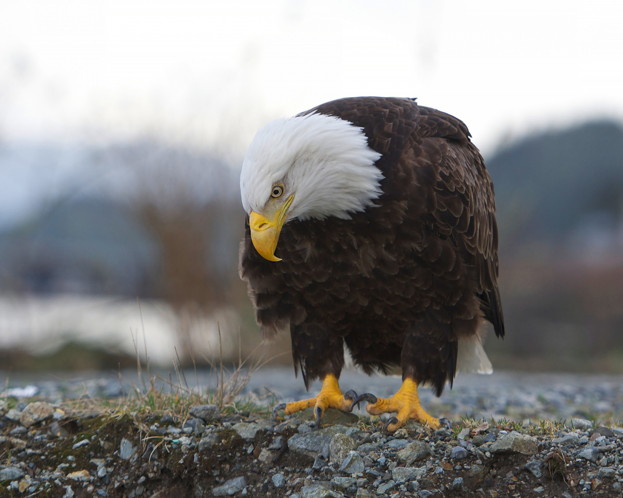  , ,  ,  , haliaeetus leucocephalus, 