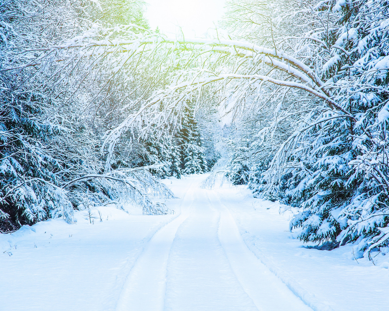 , , , white, landscape, park, winter, snow, tree