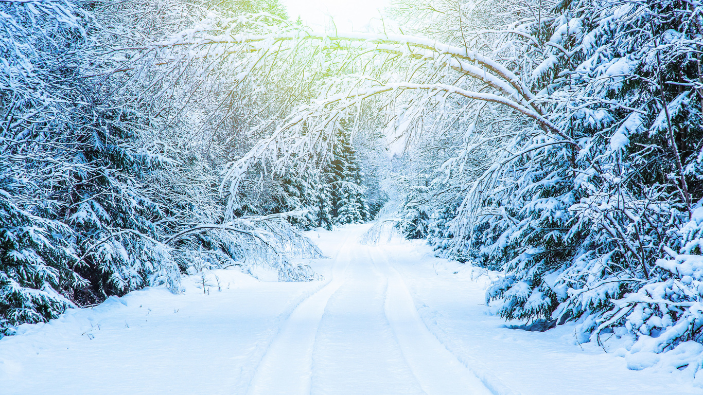 , , , white, landscape, park, winter, snow, tree