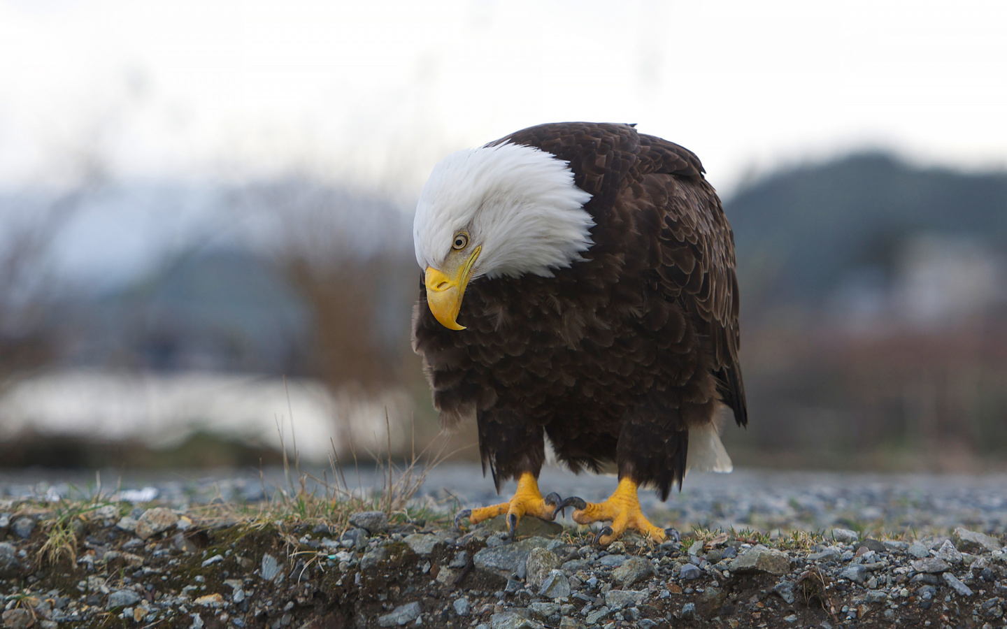  , ,  ,  , haliaeetus leucocephalus, 