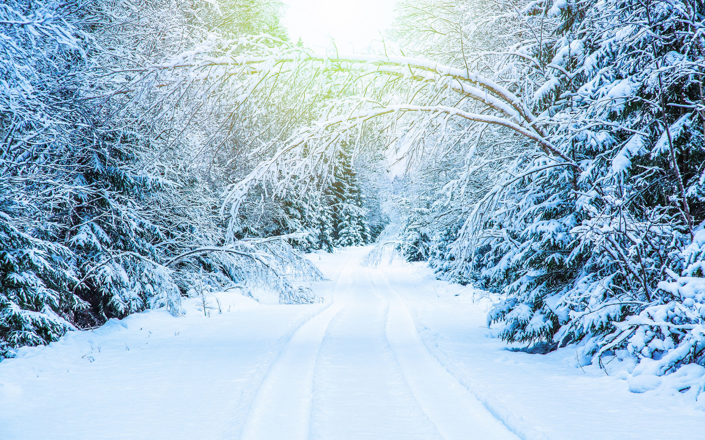 , , , white, landscape, park, winter, snow, tree