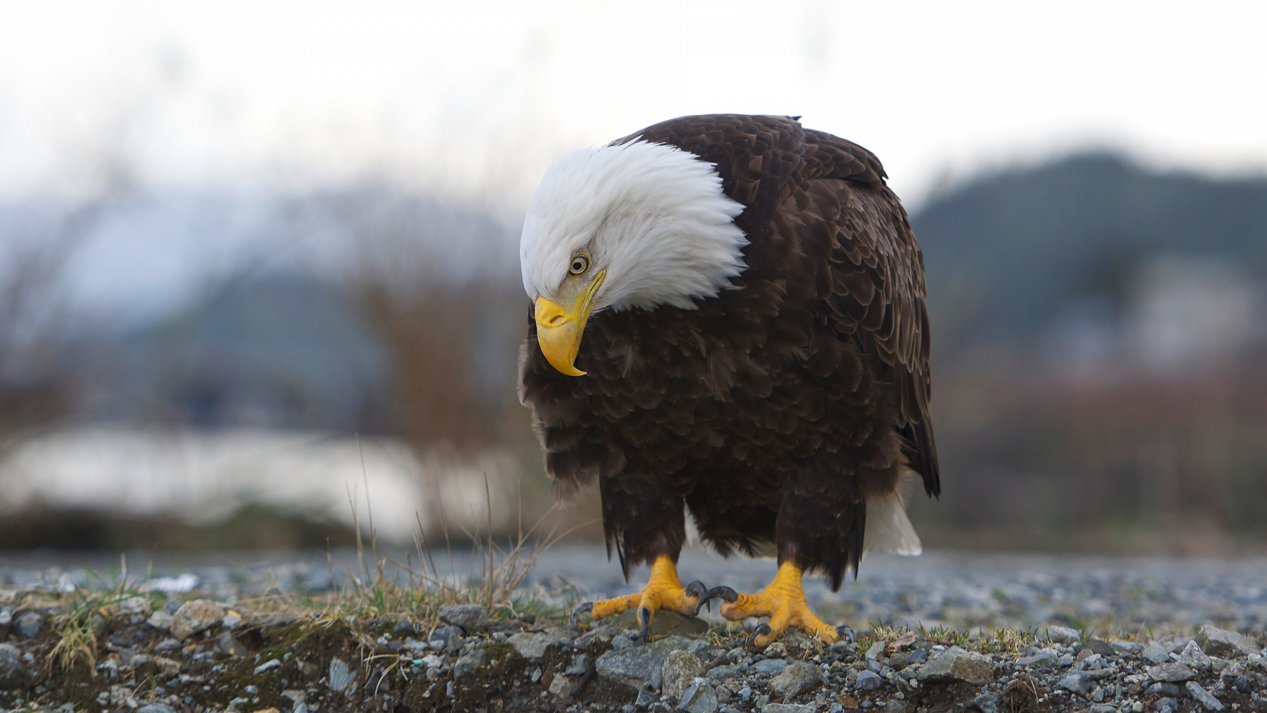  , ,  ,  , haliaeetus leucocephalus, 