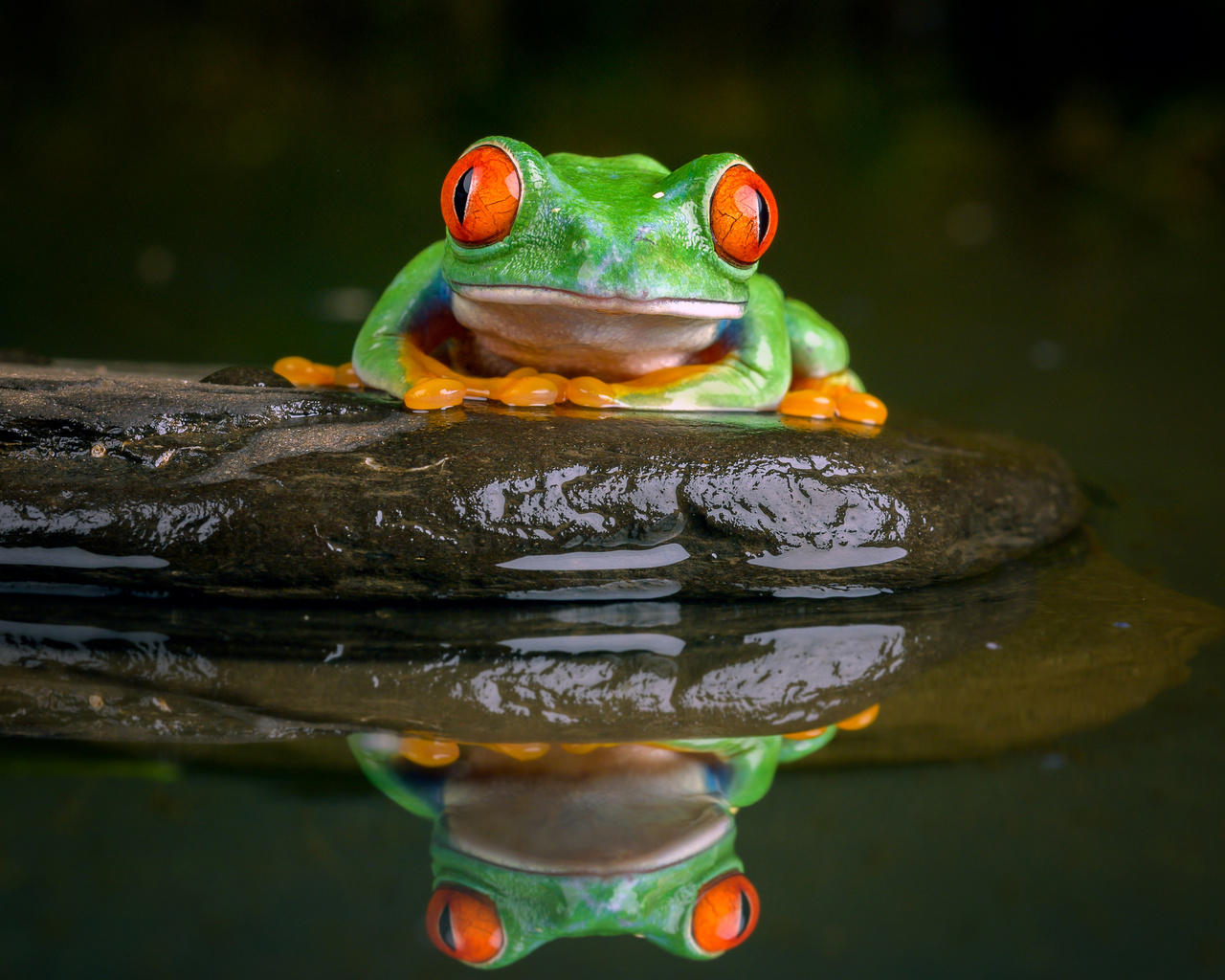 ,  , red-eyed treefrog, , 