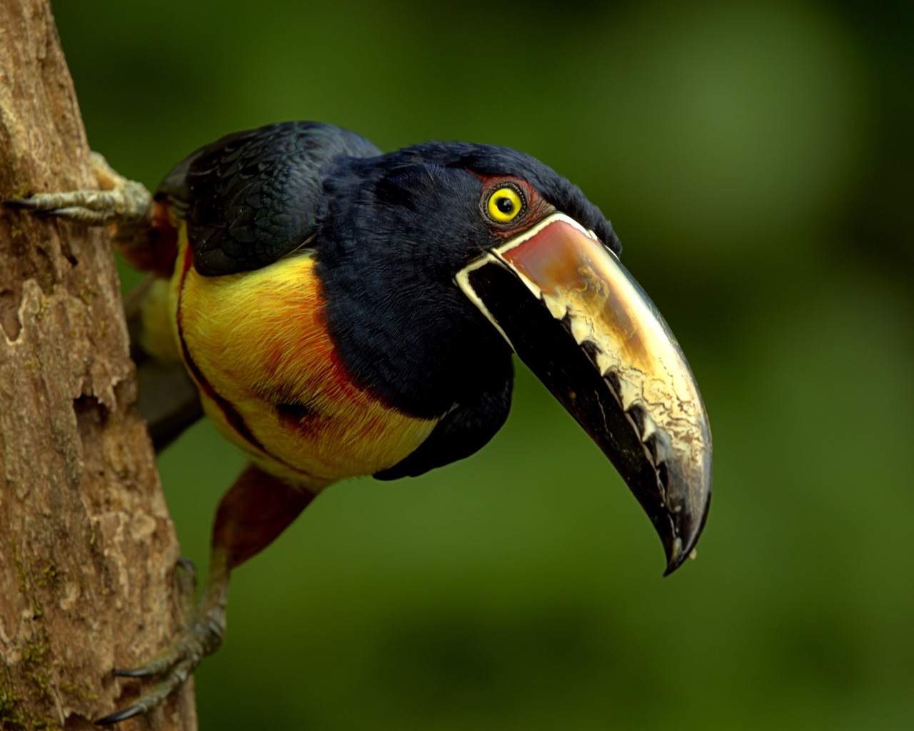 , , collared, aracari, 