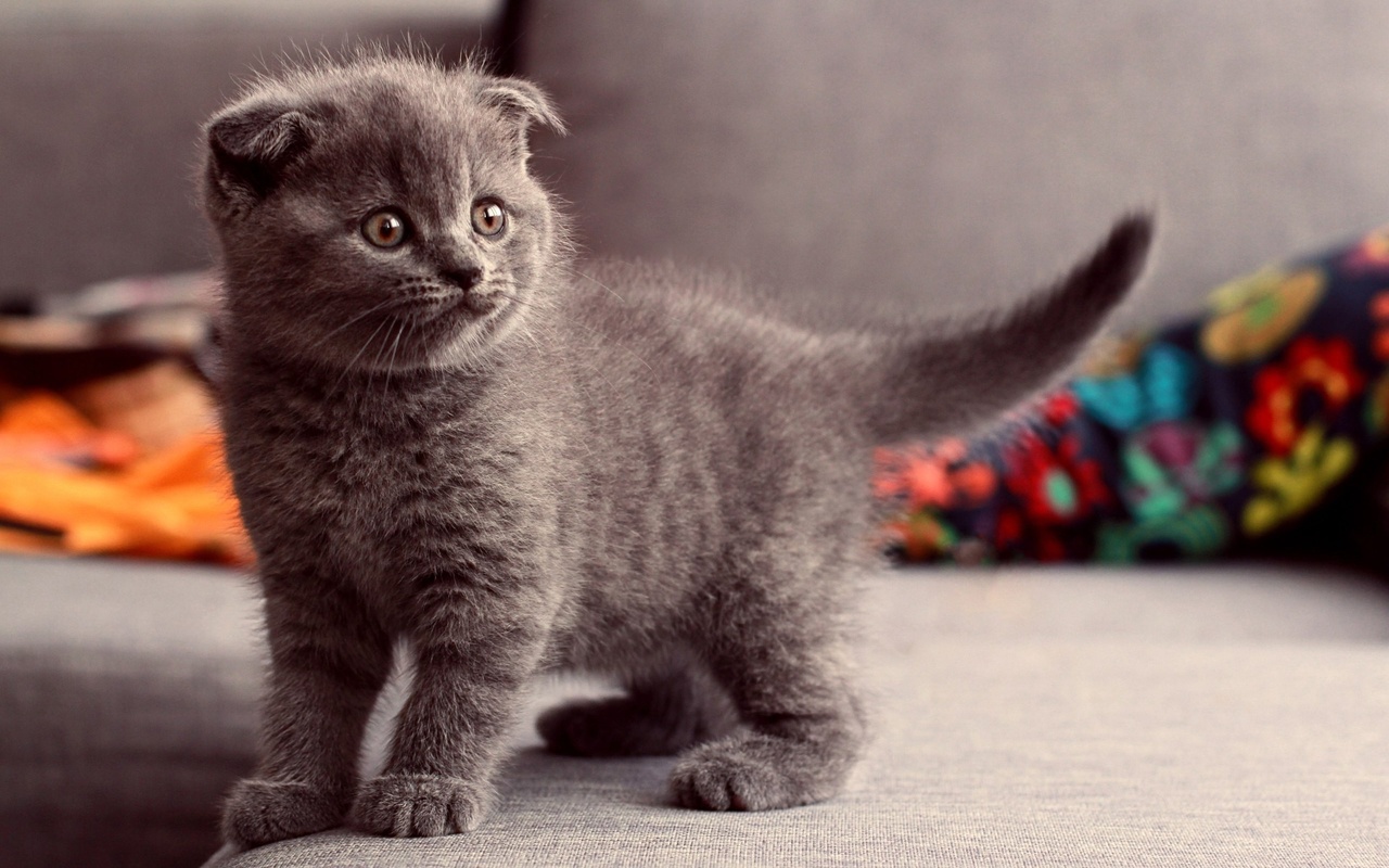 cat, scottish fold, animals, ,,,,