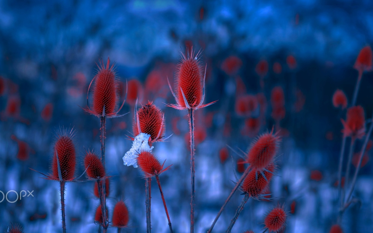 mevludin sejmenovic, blue, red, plants