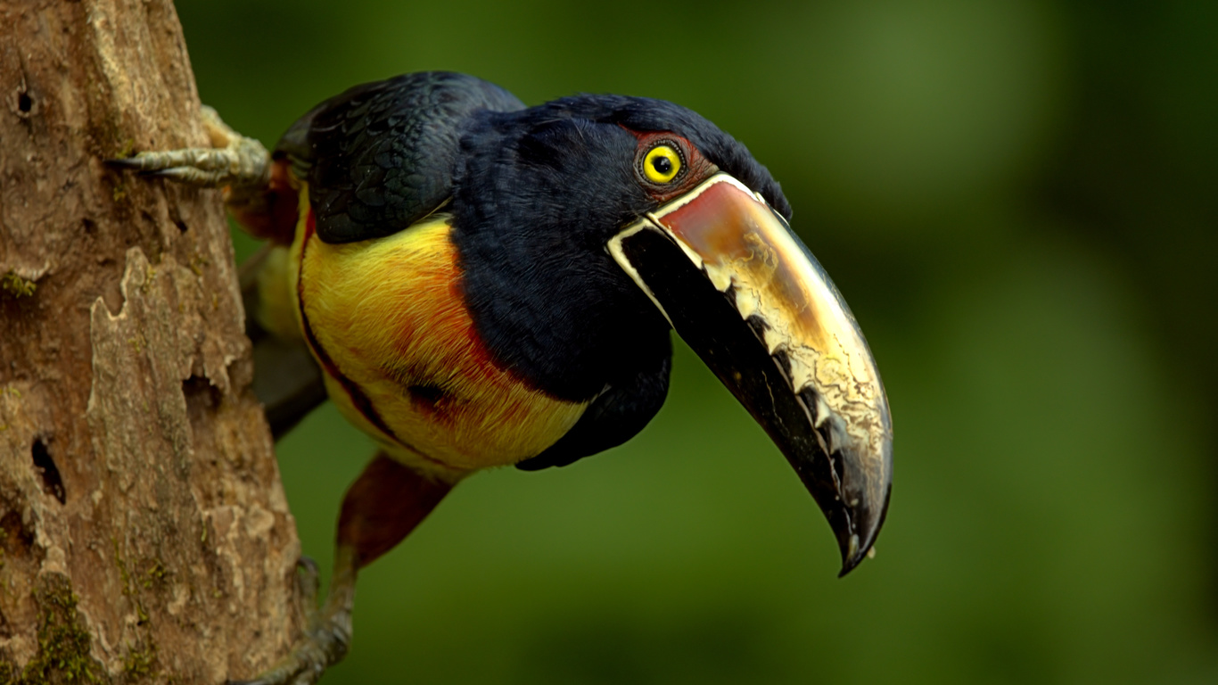 , , collared, aracari, 