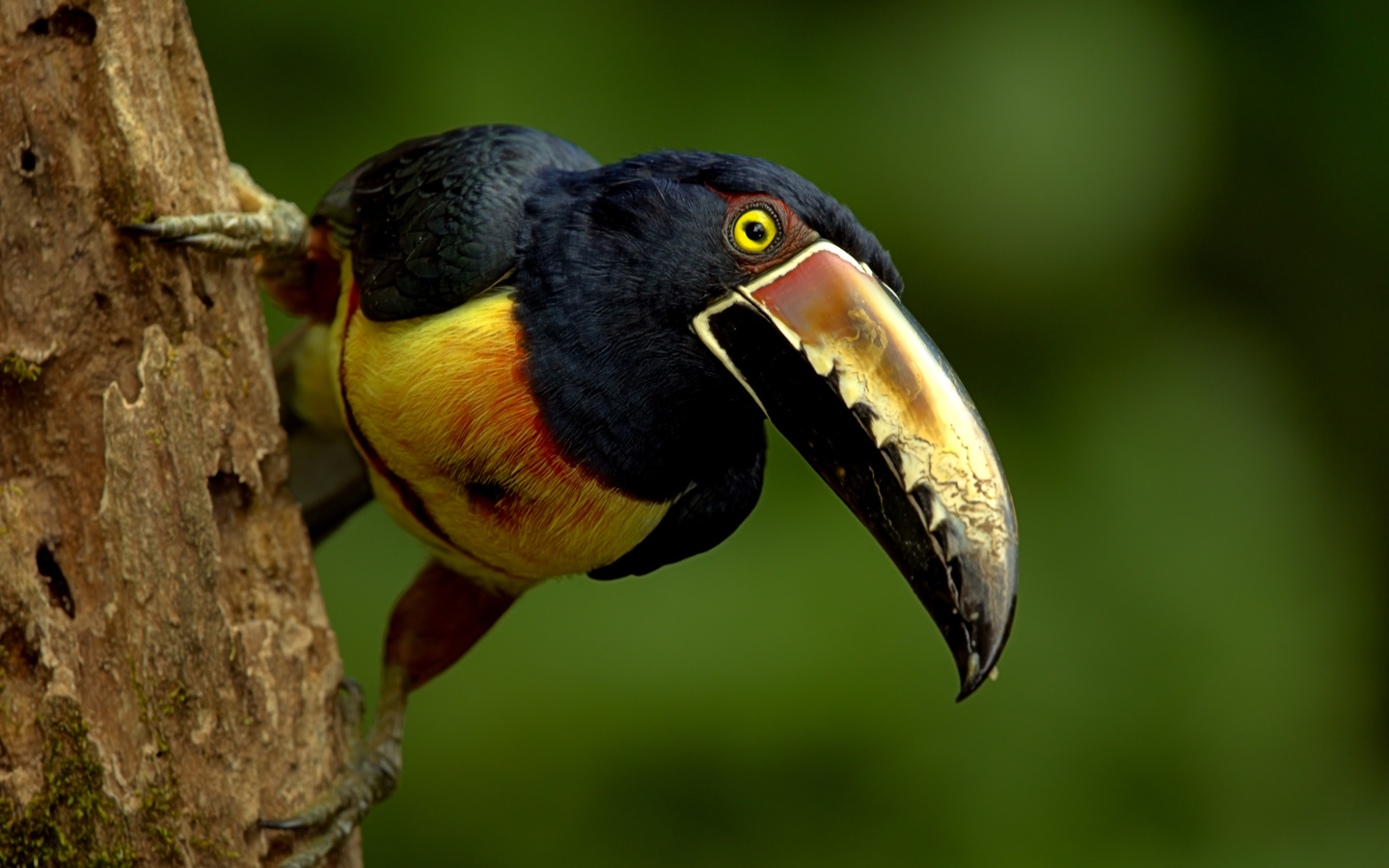 , , collared, aracari, 