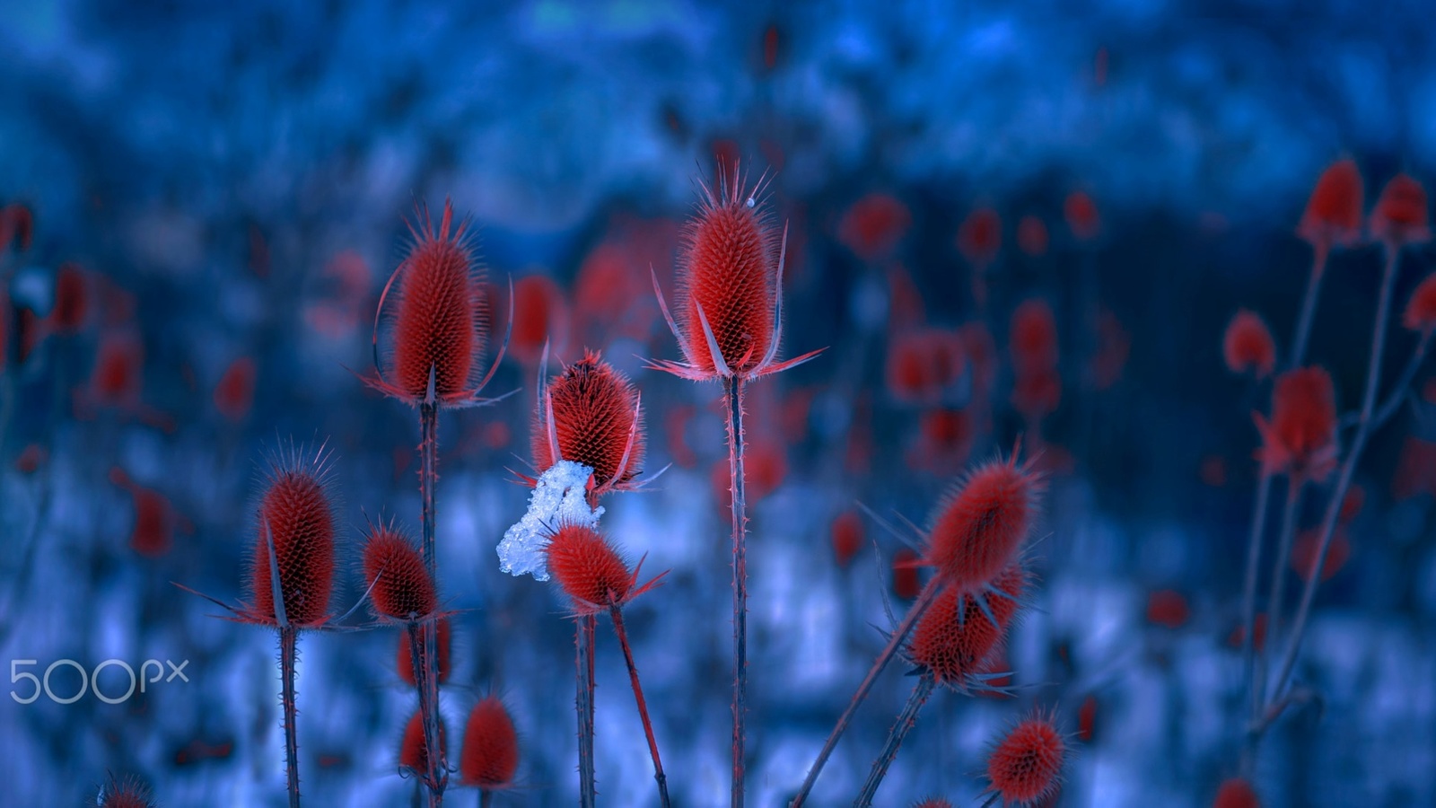 mevludin sejmenovic, blue, red, plants