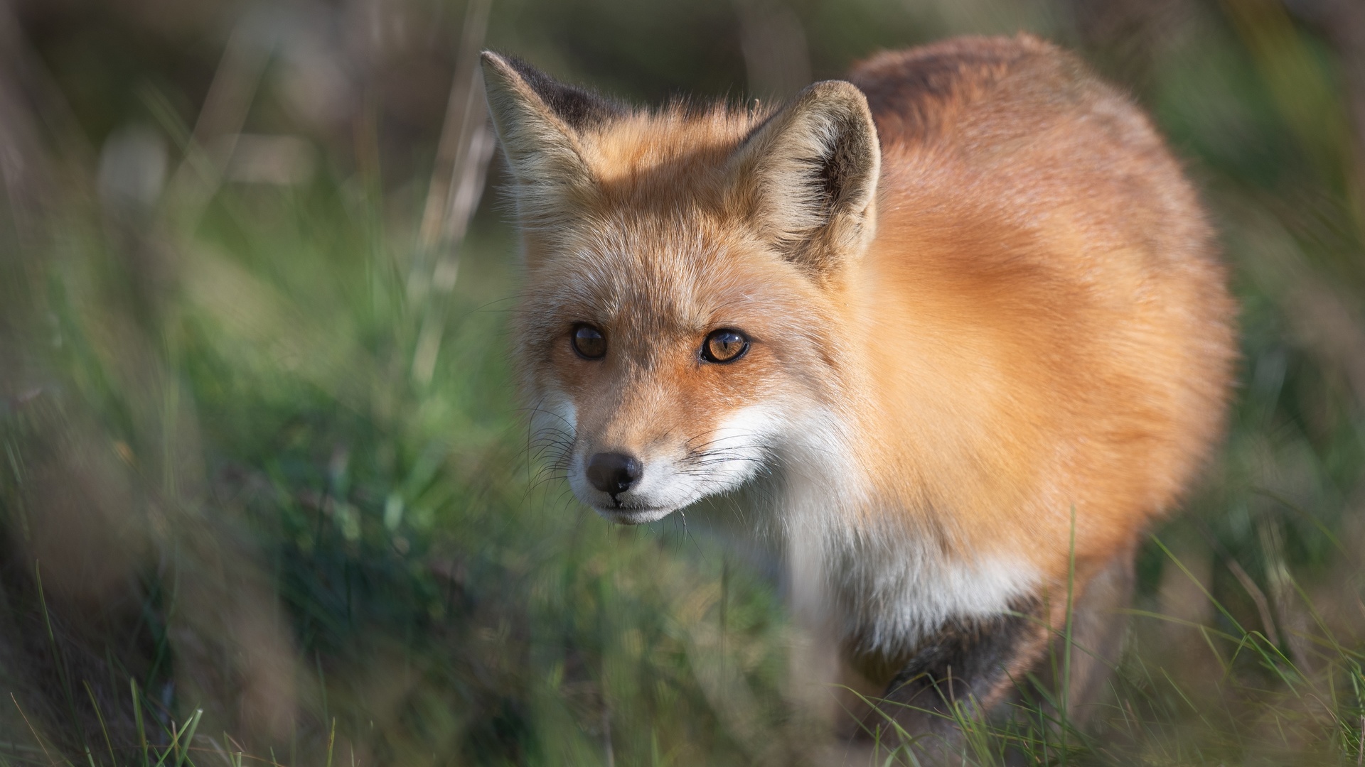 Картинки рыжая, лиса, трава - обои 1920x1080, картинка №383341