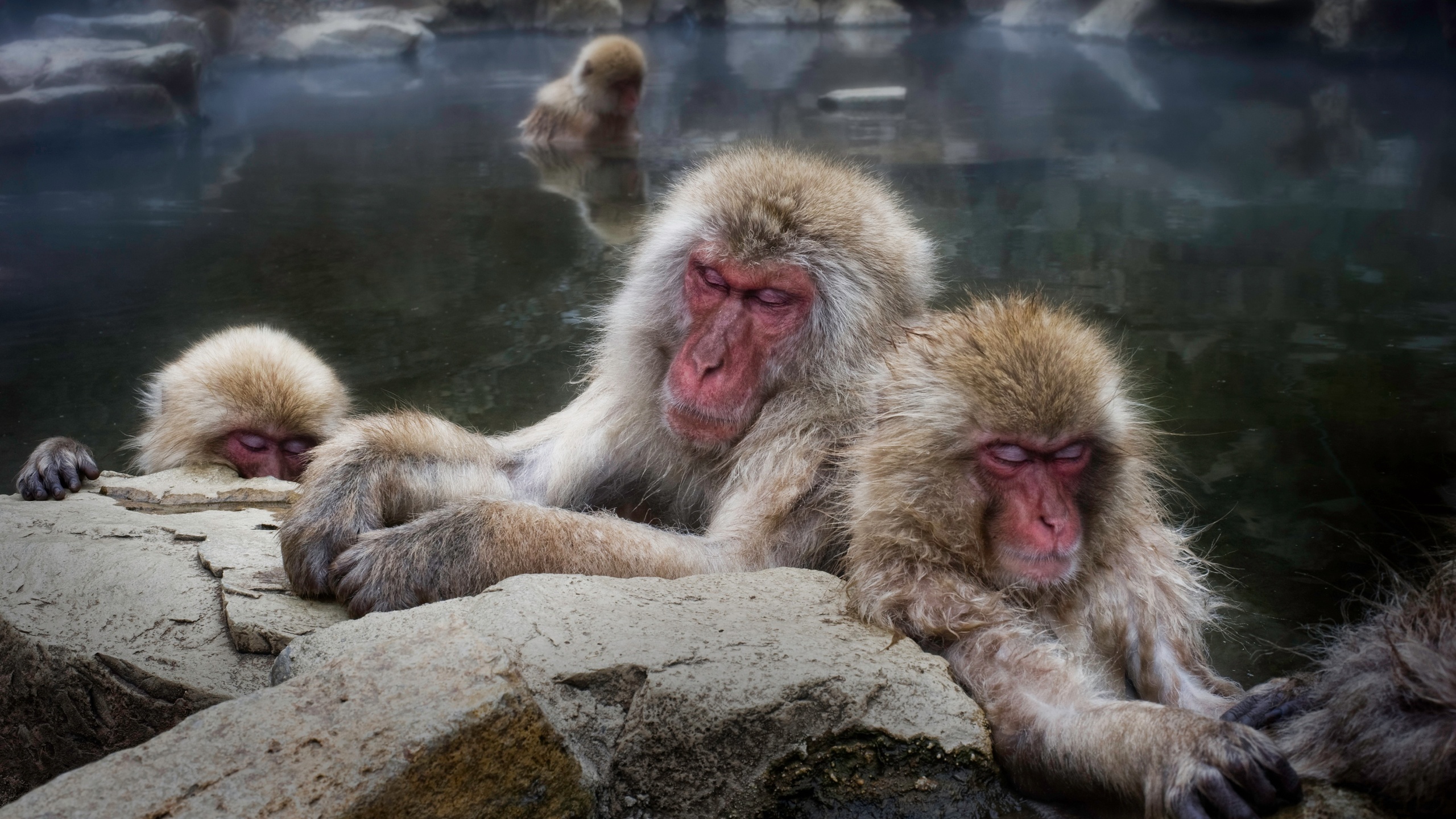 , , japanese macaque, 