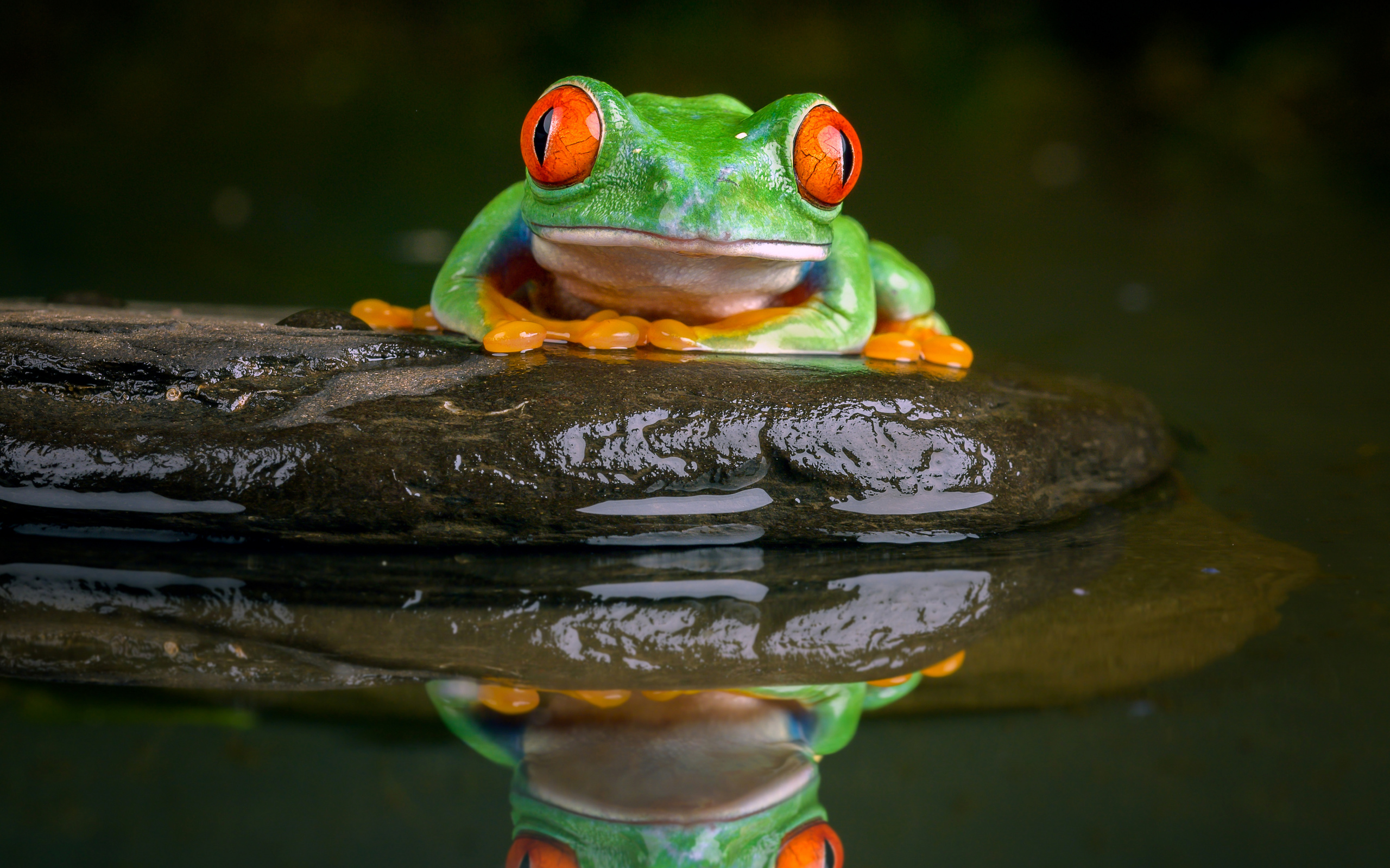 ,  , red-eyed treefrog, , 