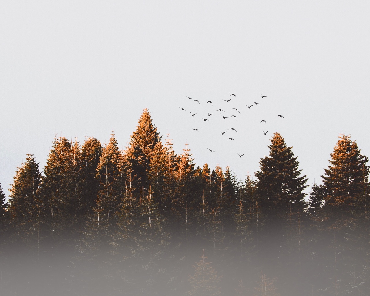 forest, birds