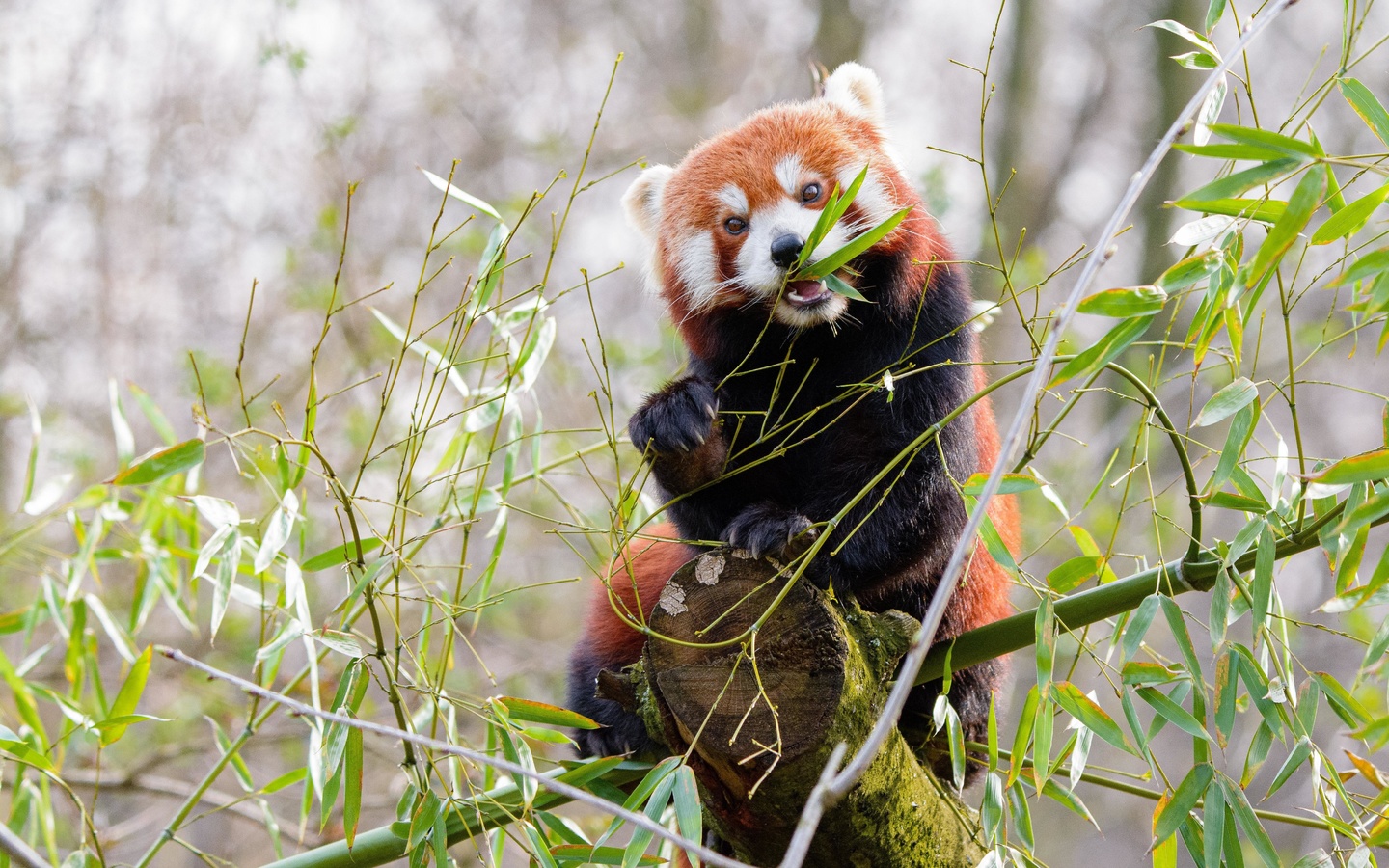 red panda, panda, cute, bamboo