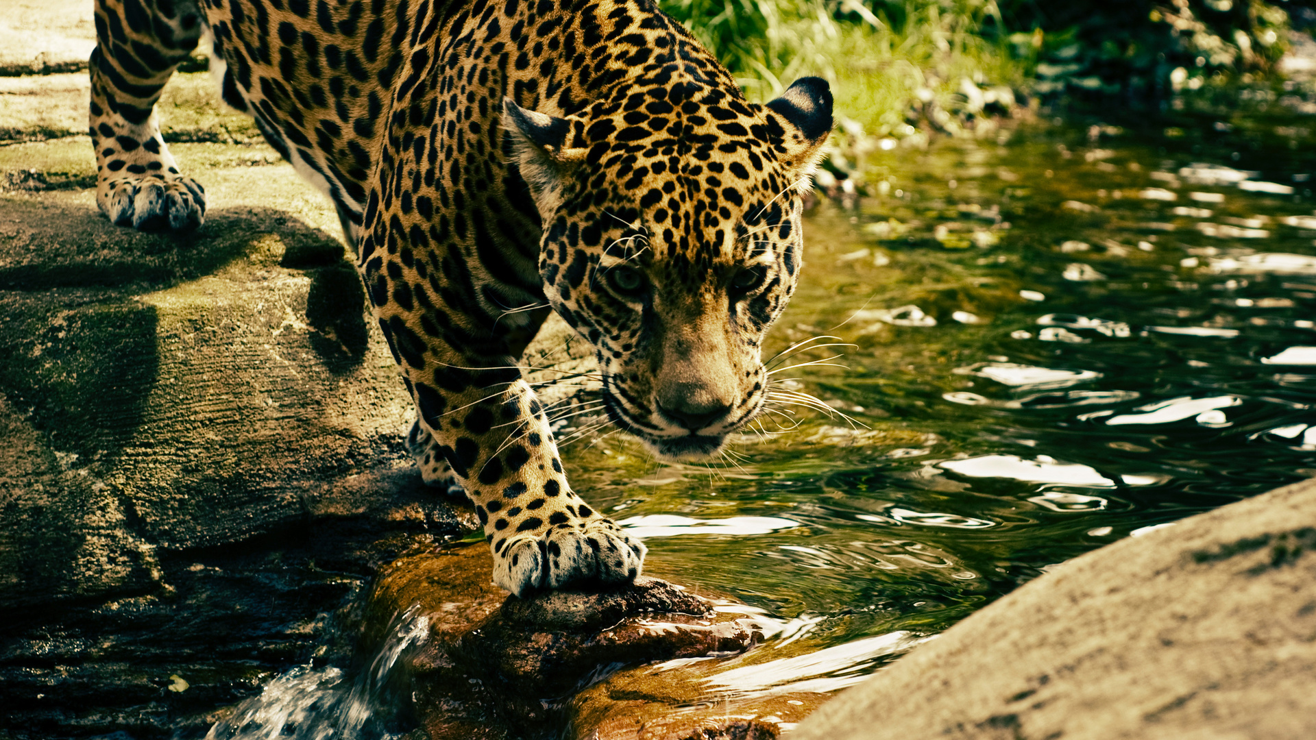 leopard, predator, water, big cat