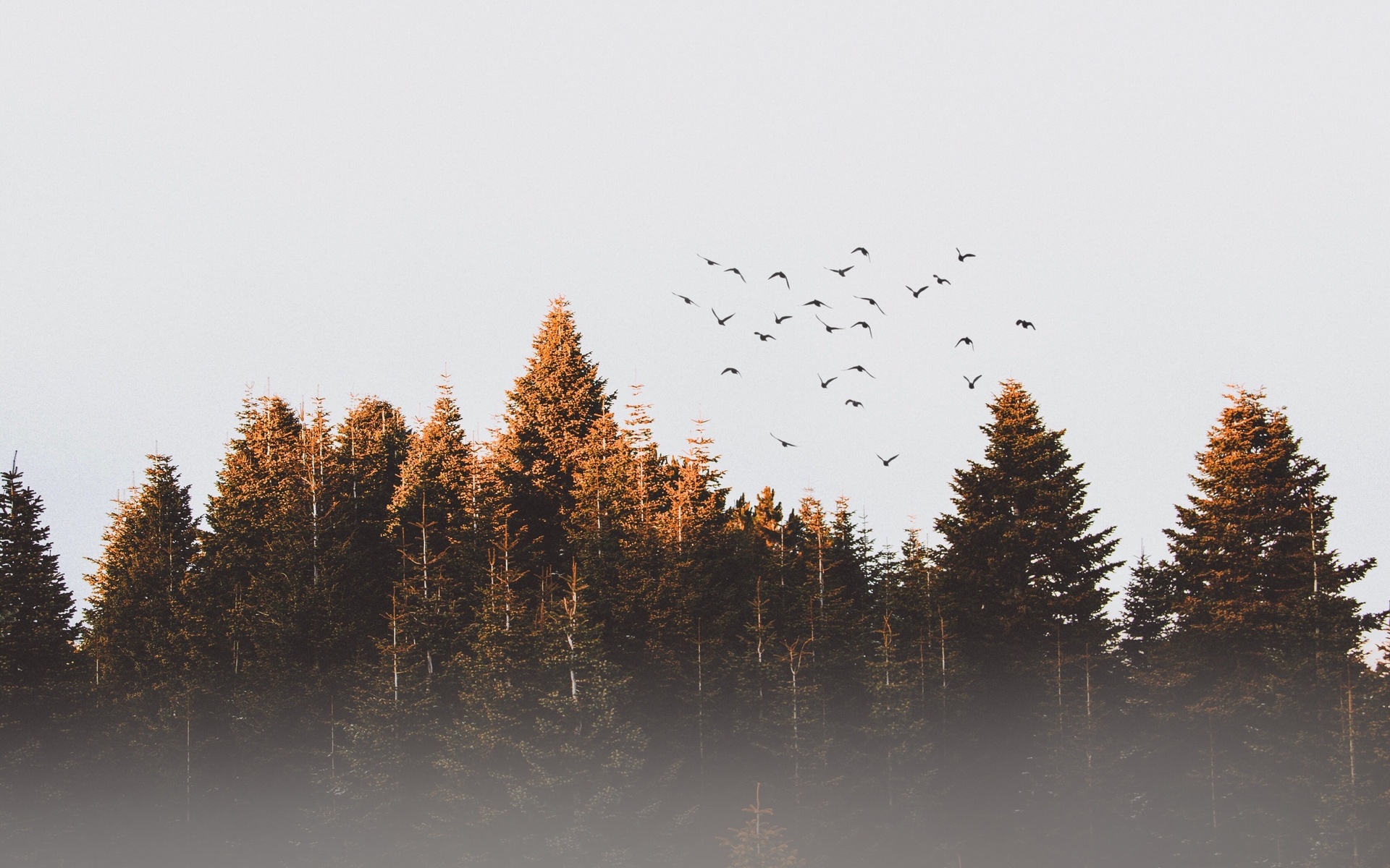 forest, birds