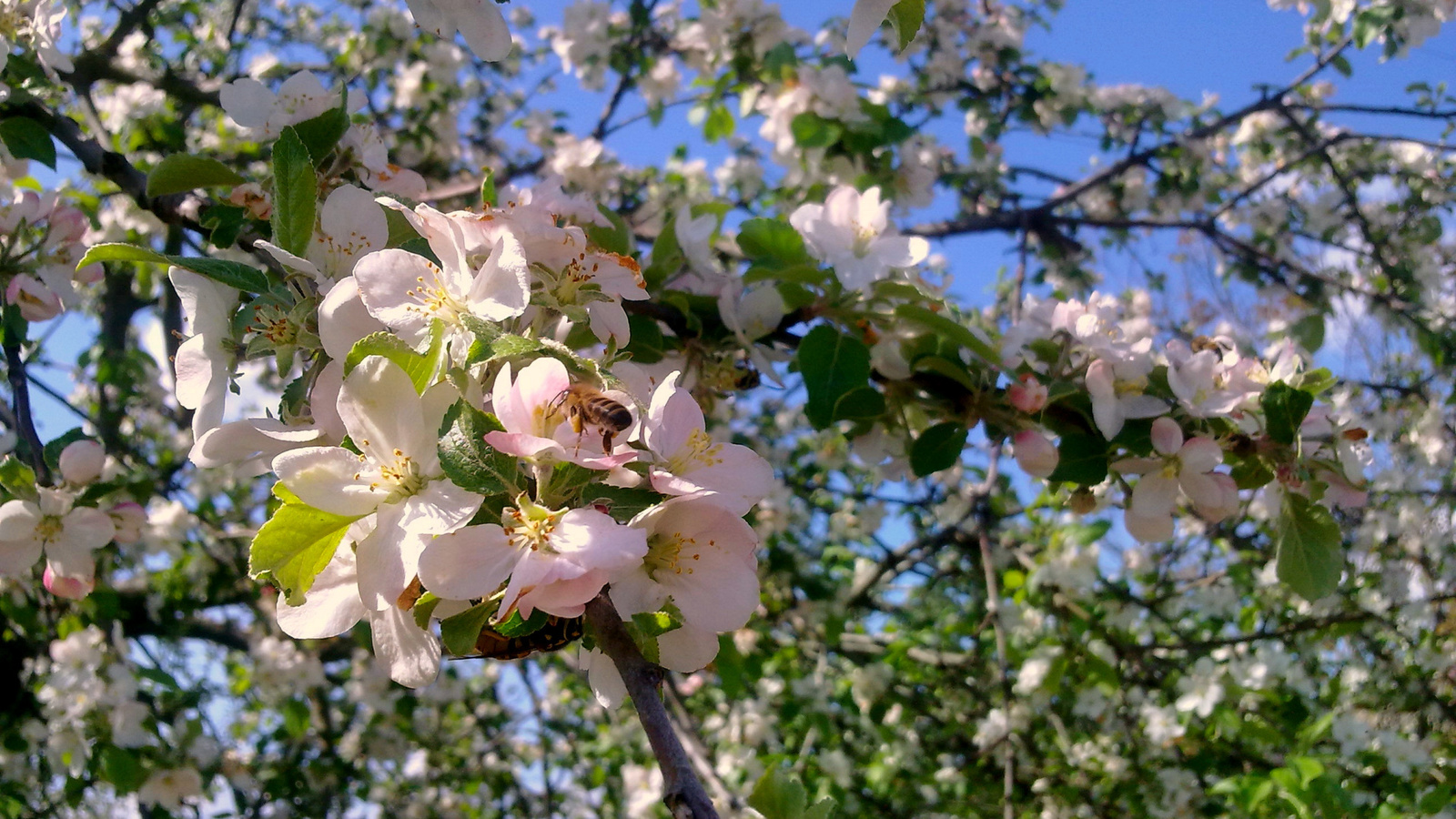апрель, небо, цветение