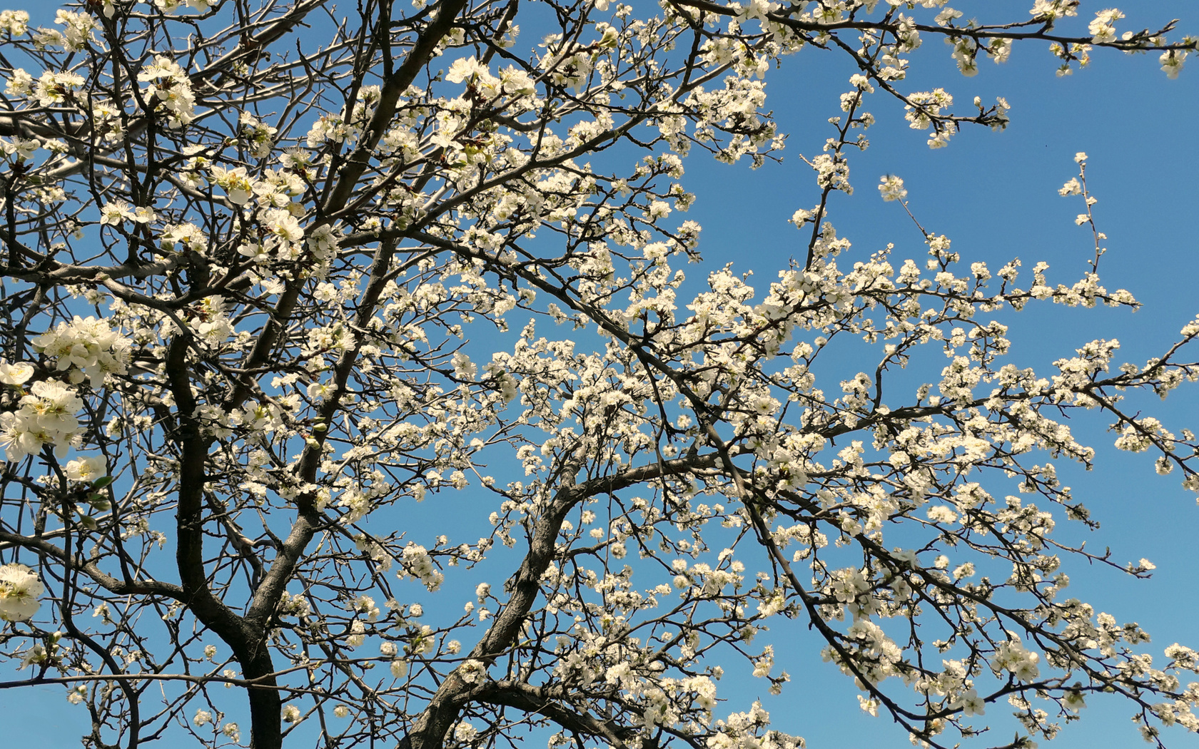 слива, цветение, апрель
