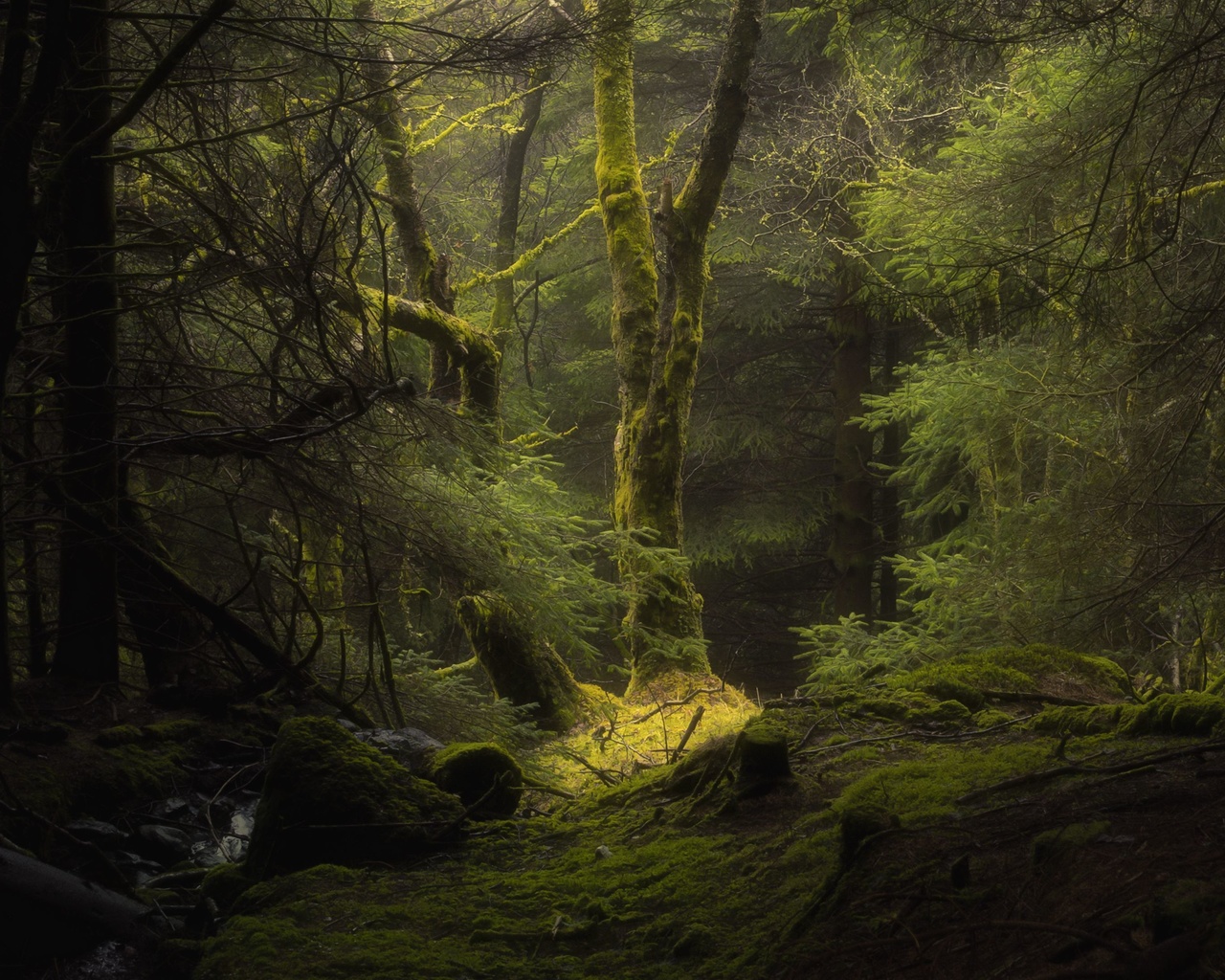 fog, tree, forest, green