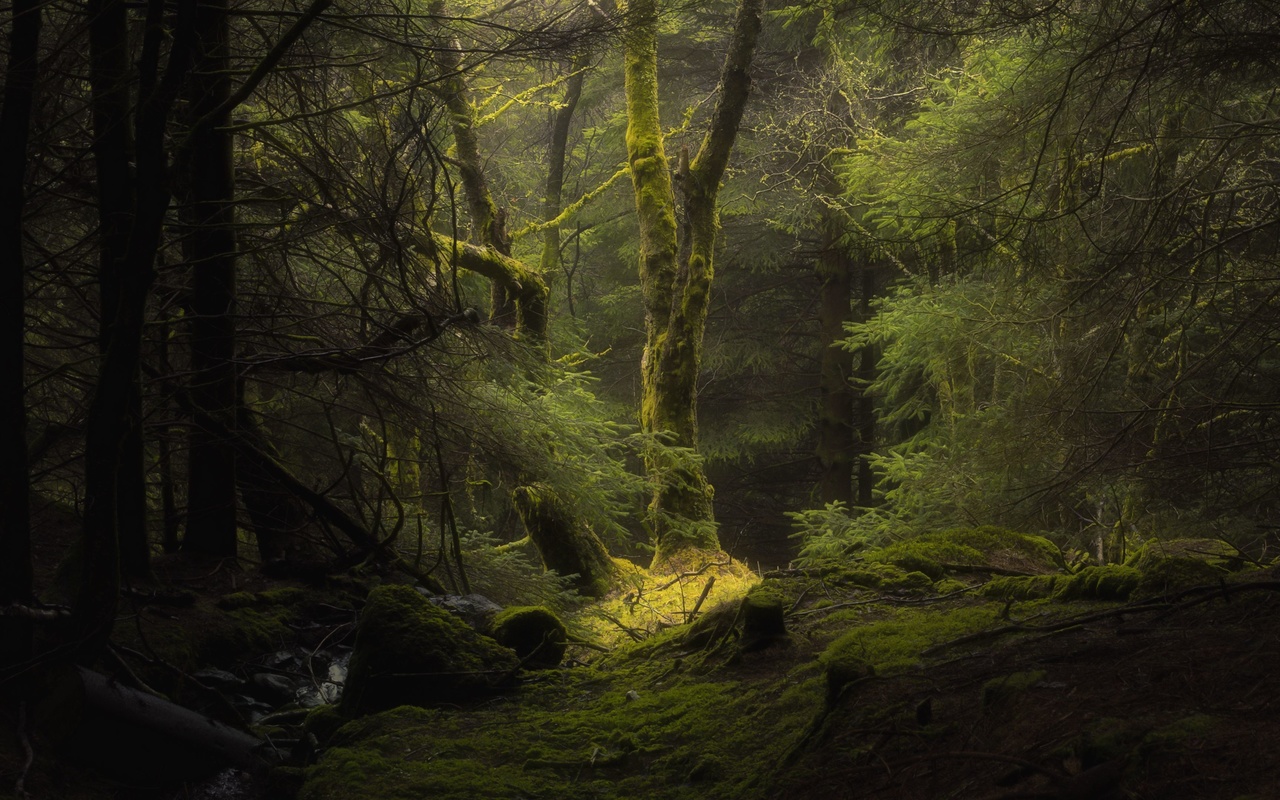 fog, tree, forest, green