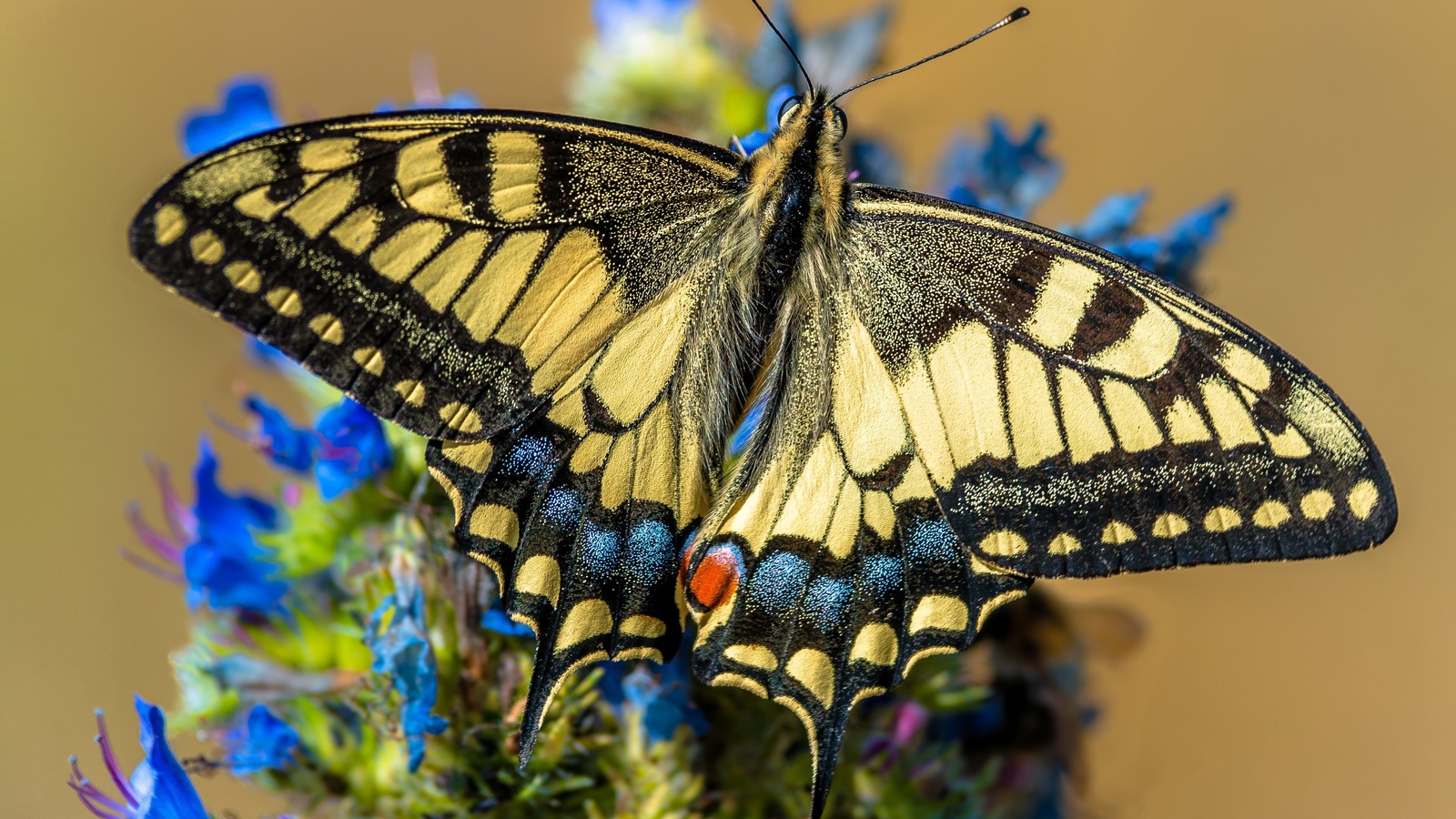 ,  , papilio machaon