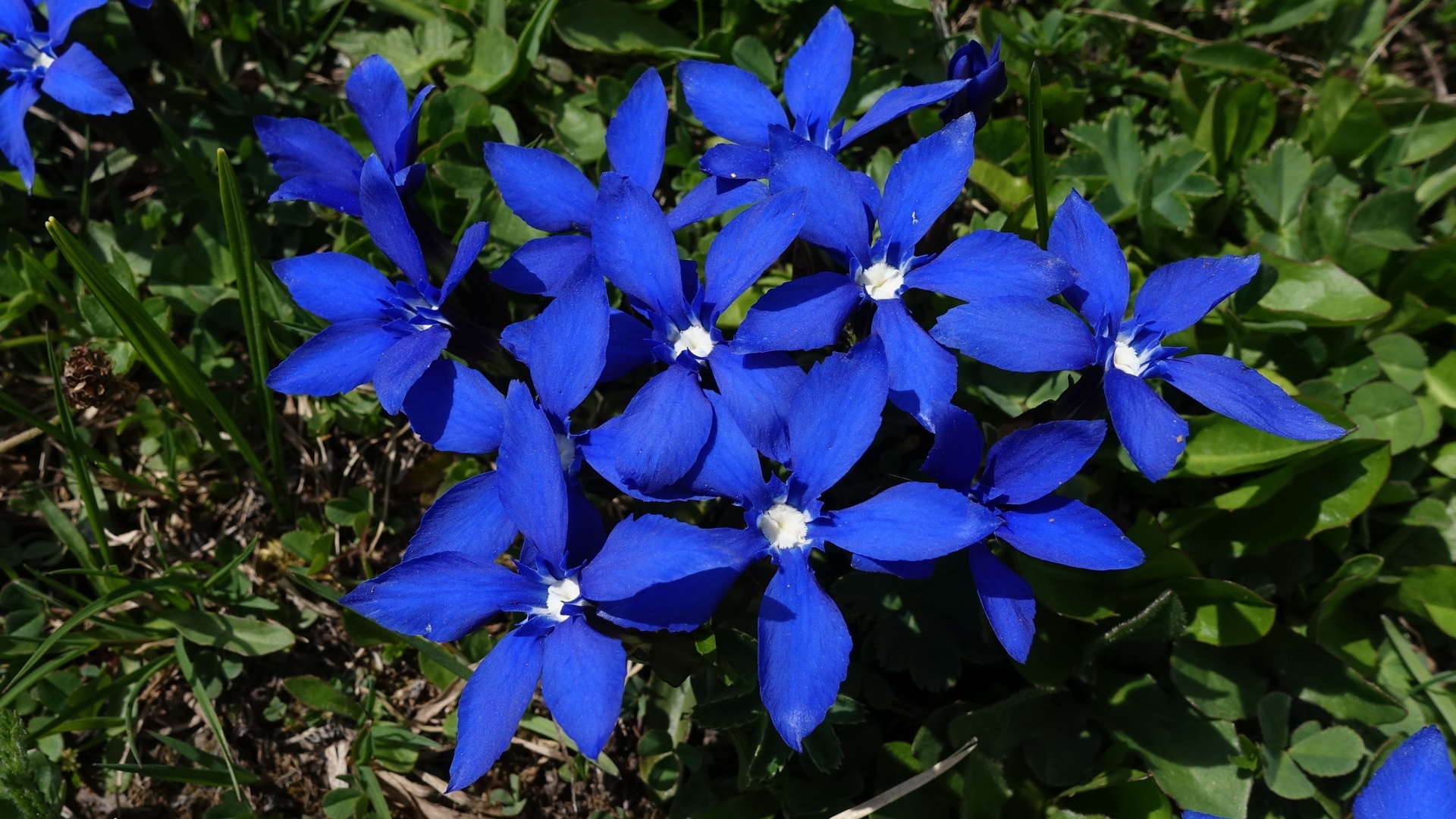 gentiana, , 