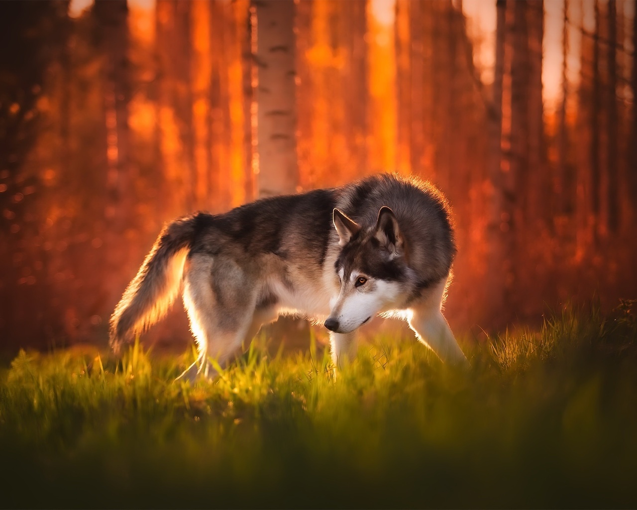 siberian husky, autumn, pets, cute animals, bokeh, forest, husky, cute dog, dogs, siberian husky