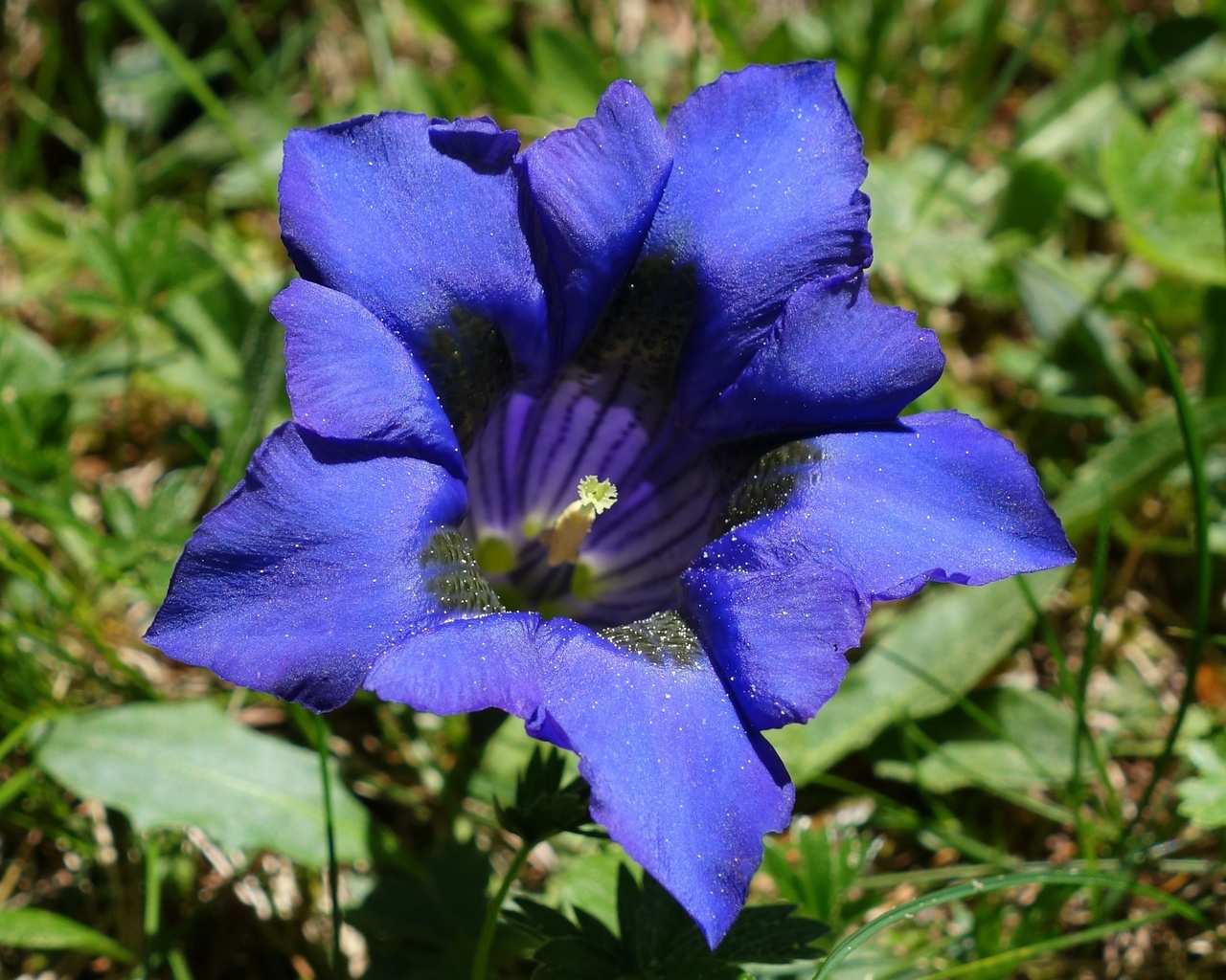 gentian gentiana, , 