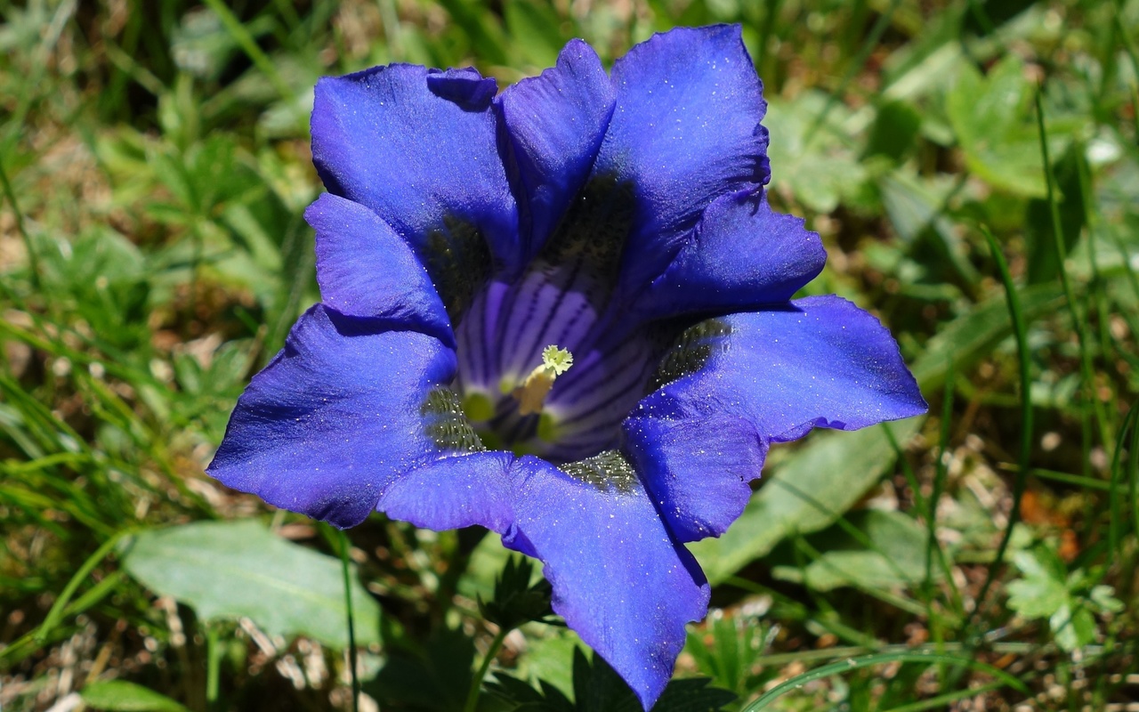 gentian gentiana, , 