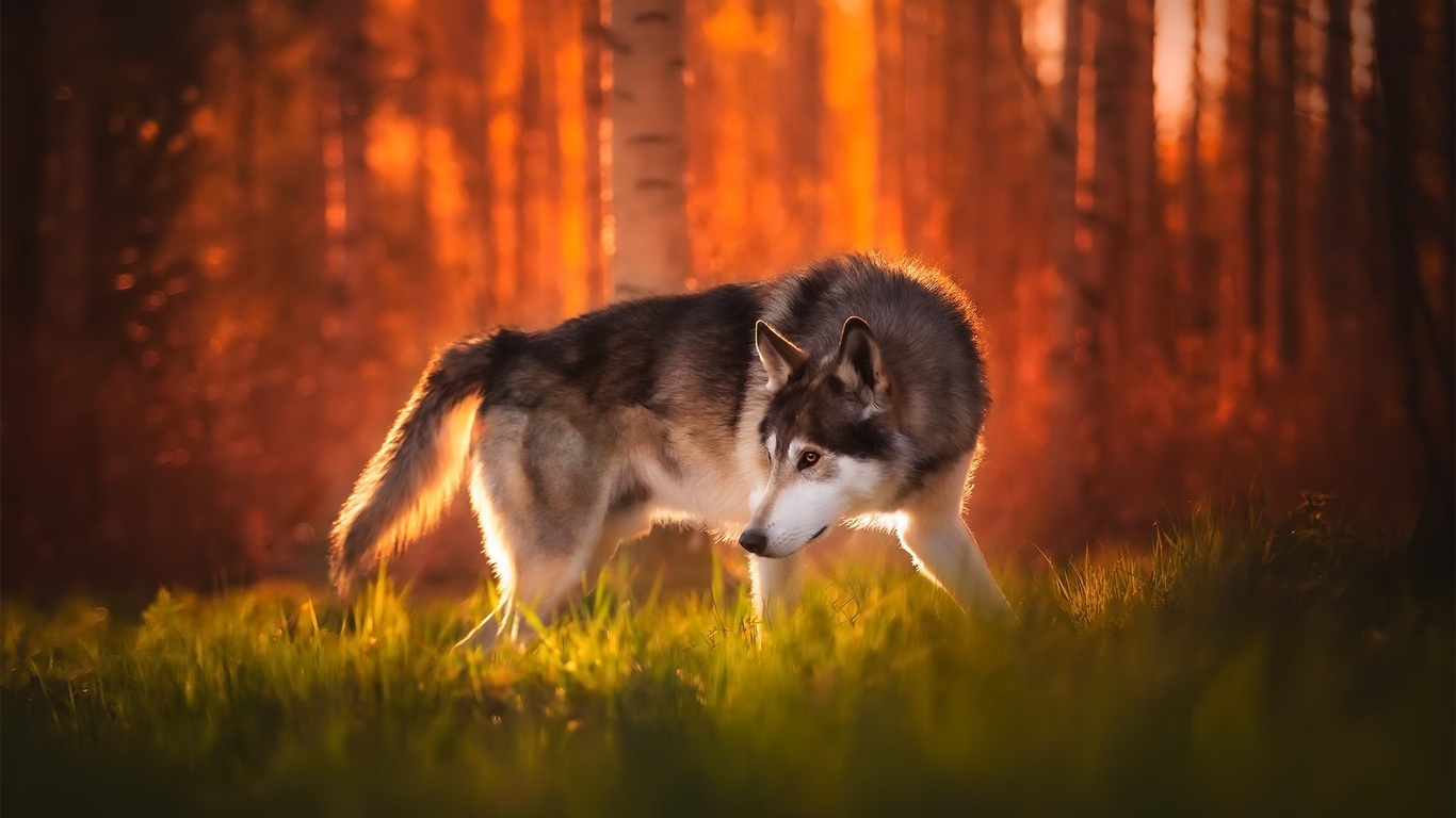 siberian husky, autumn, pets, cute animals, bokeh, forest, husky, cute dog, dogs, siberian husky