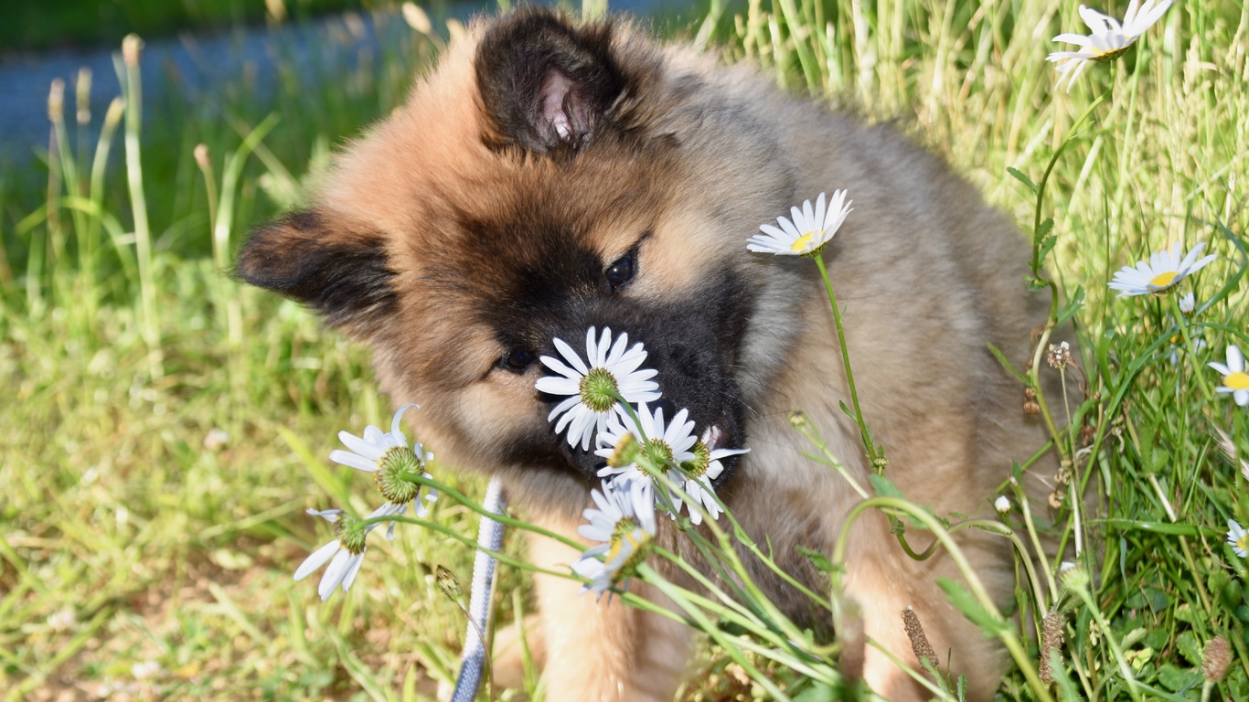 , , , eurasier