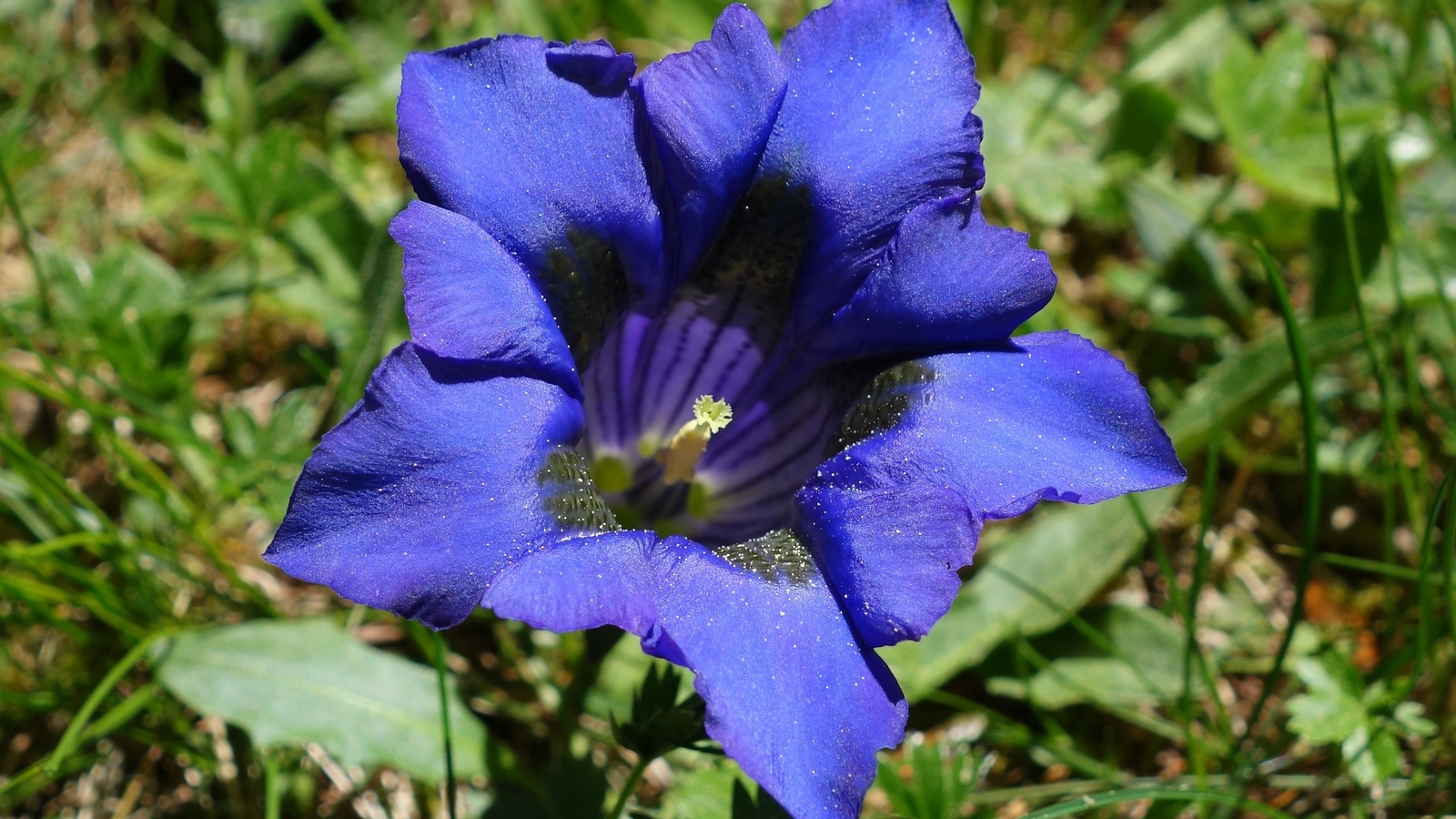 gentian gentiana, , 