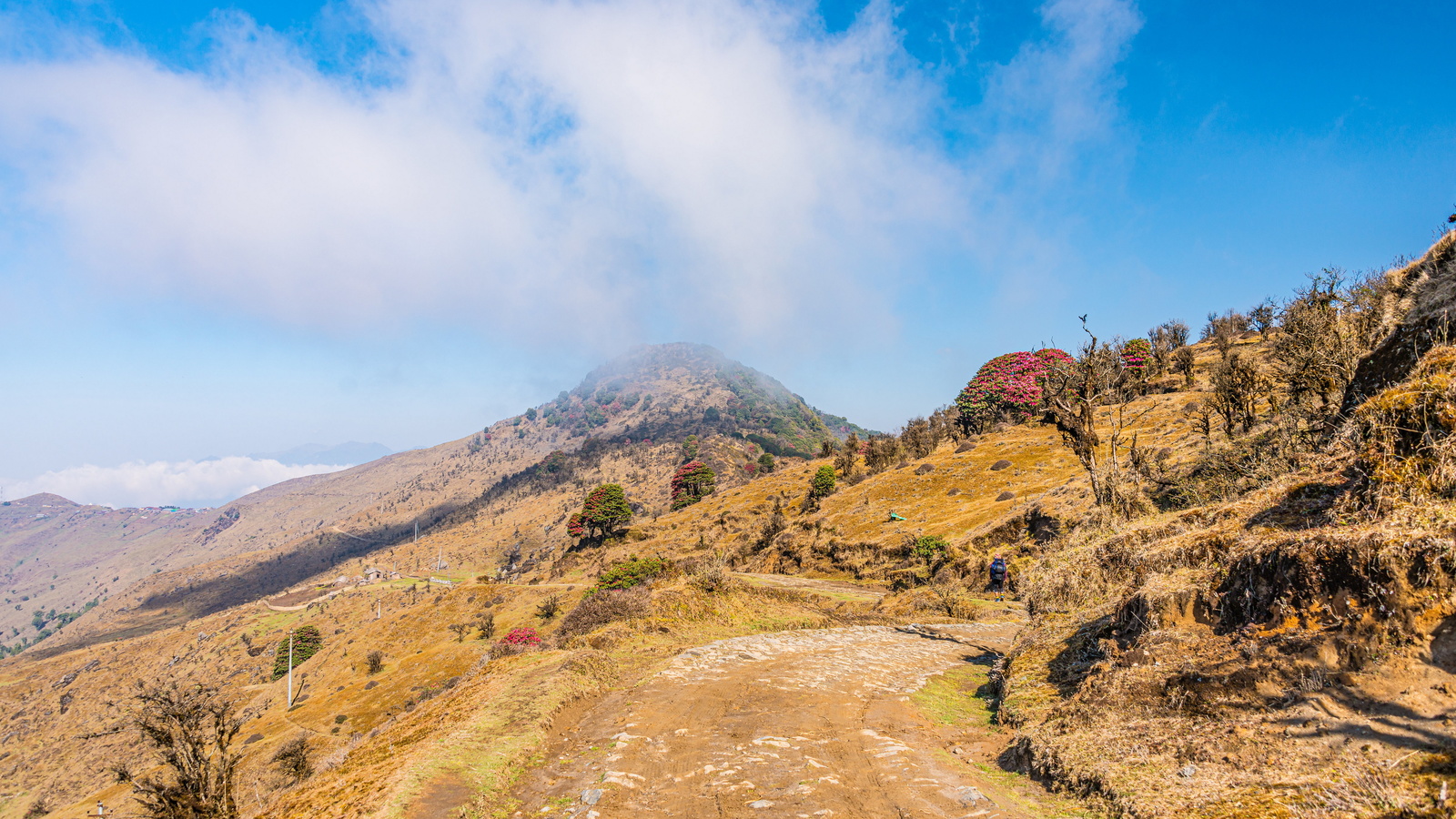 , , singalila, national park, west bengal, , , , 