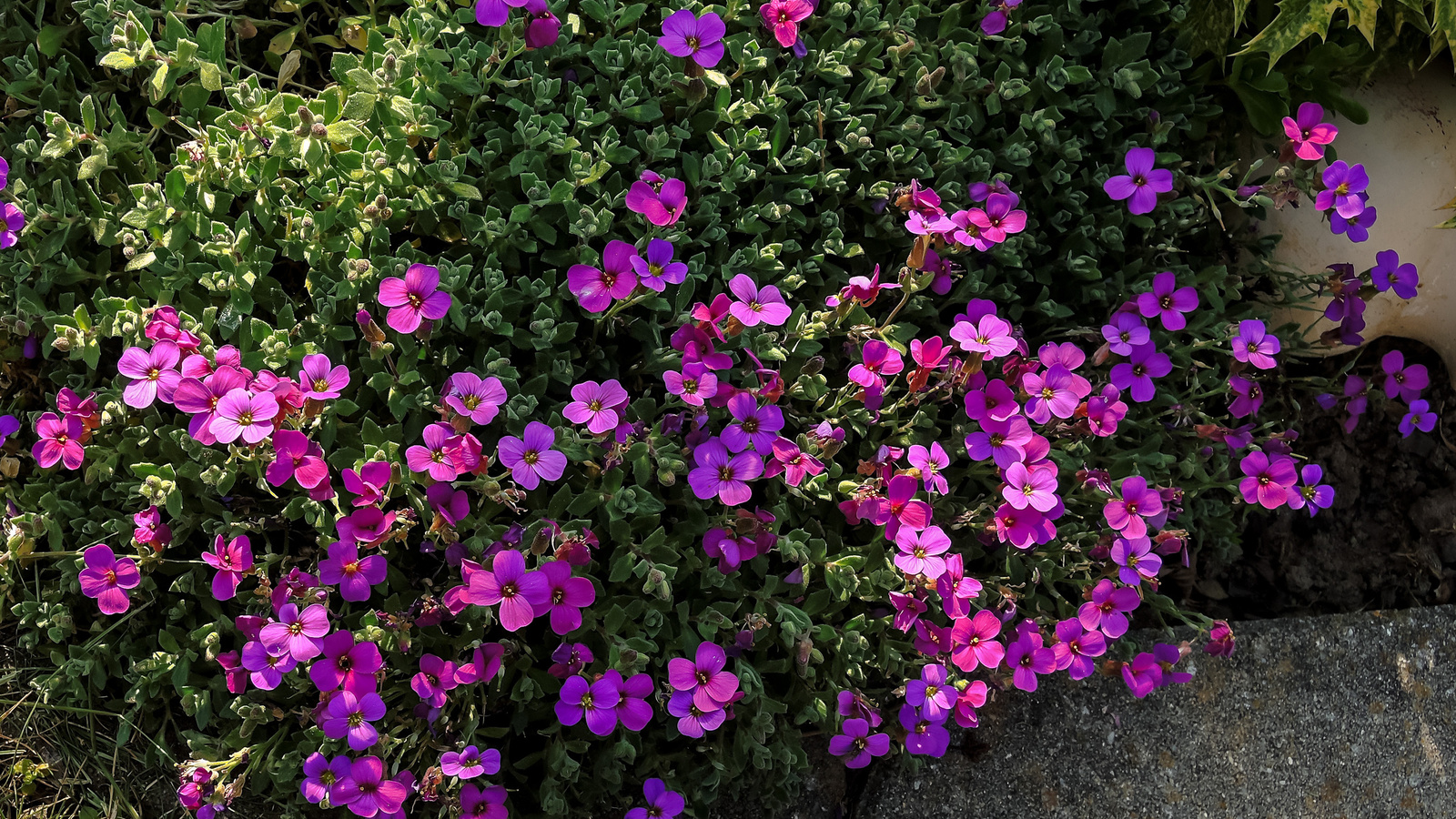 aubretia, , 