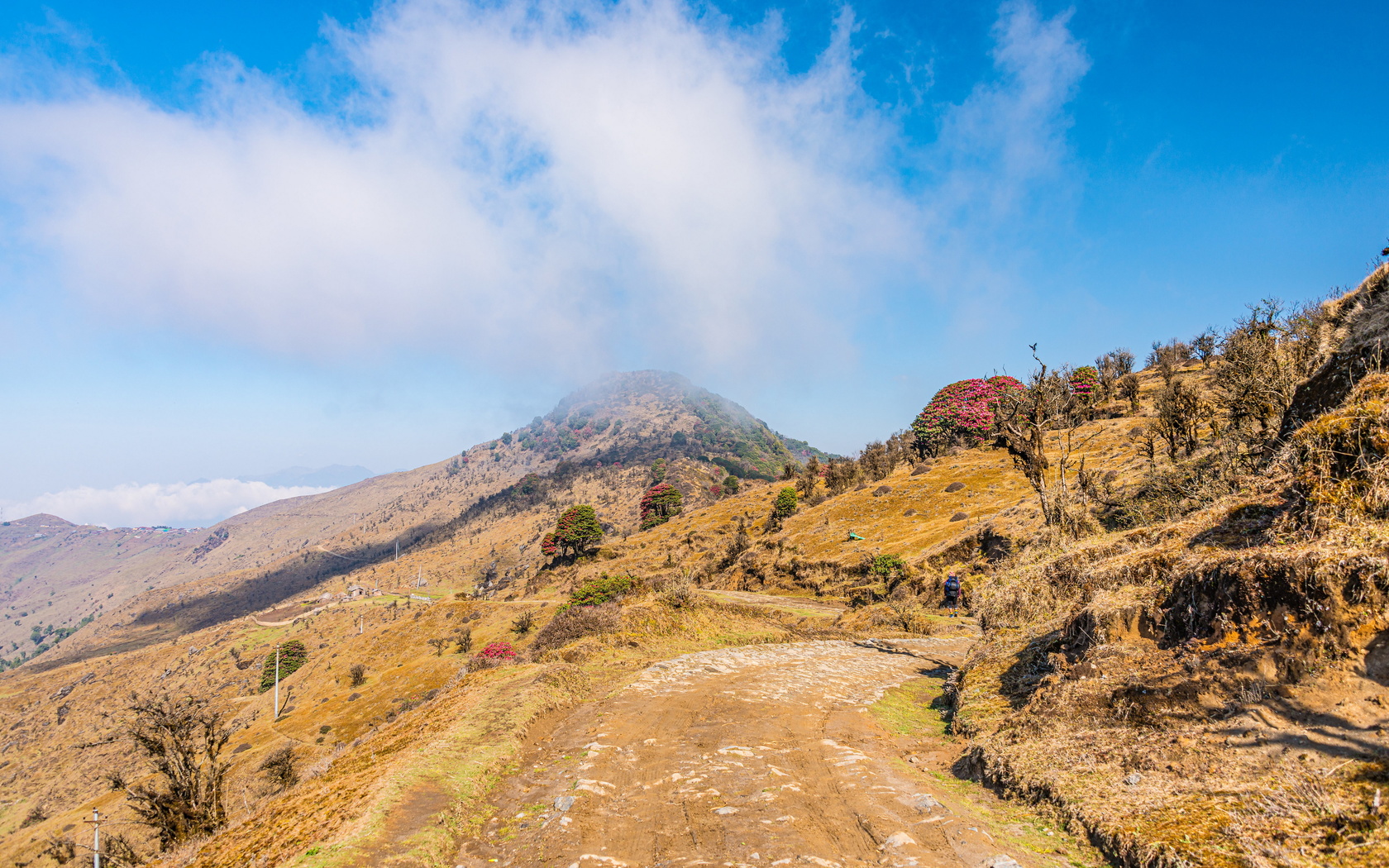 , , singalila, national park, west bengal, , , , 