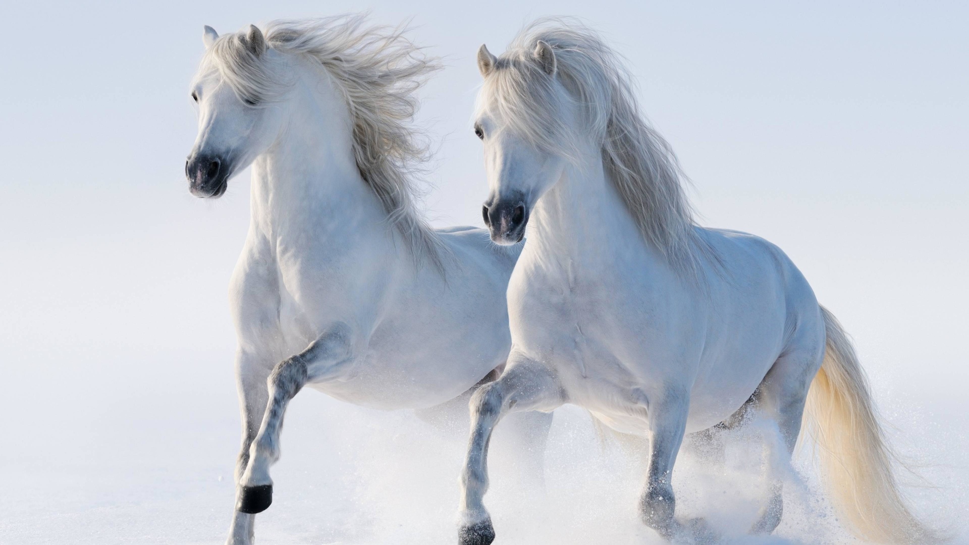 white, twin, horse