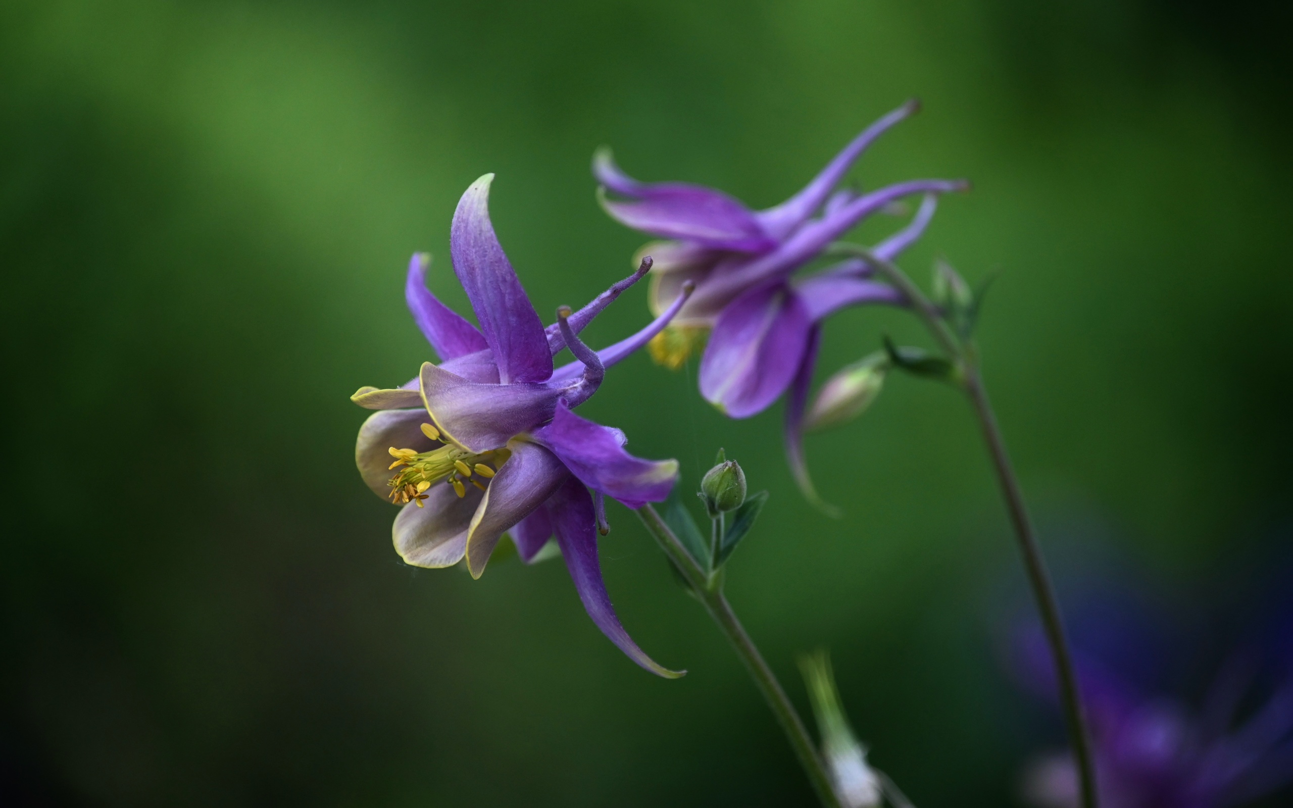 columbine aquilegia,  , , 