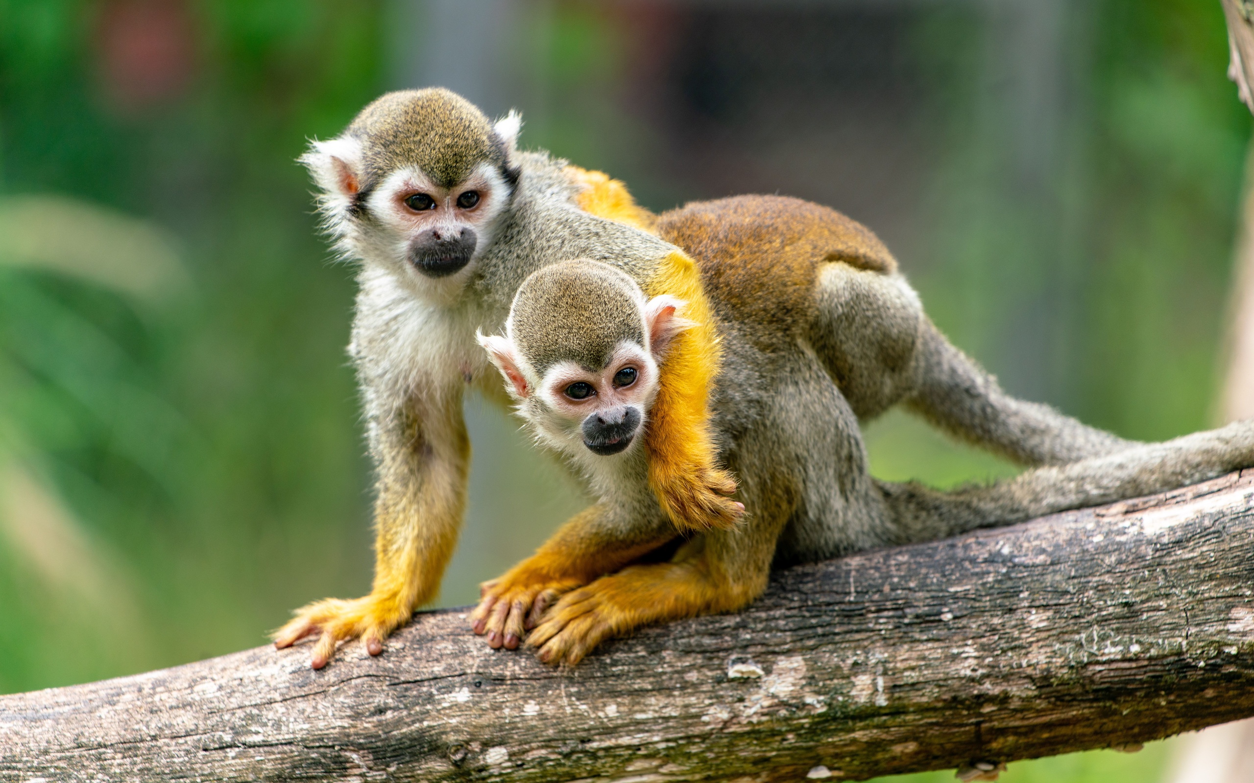 , squirrel, monkey, , , , , 