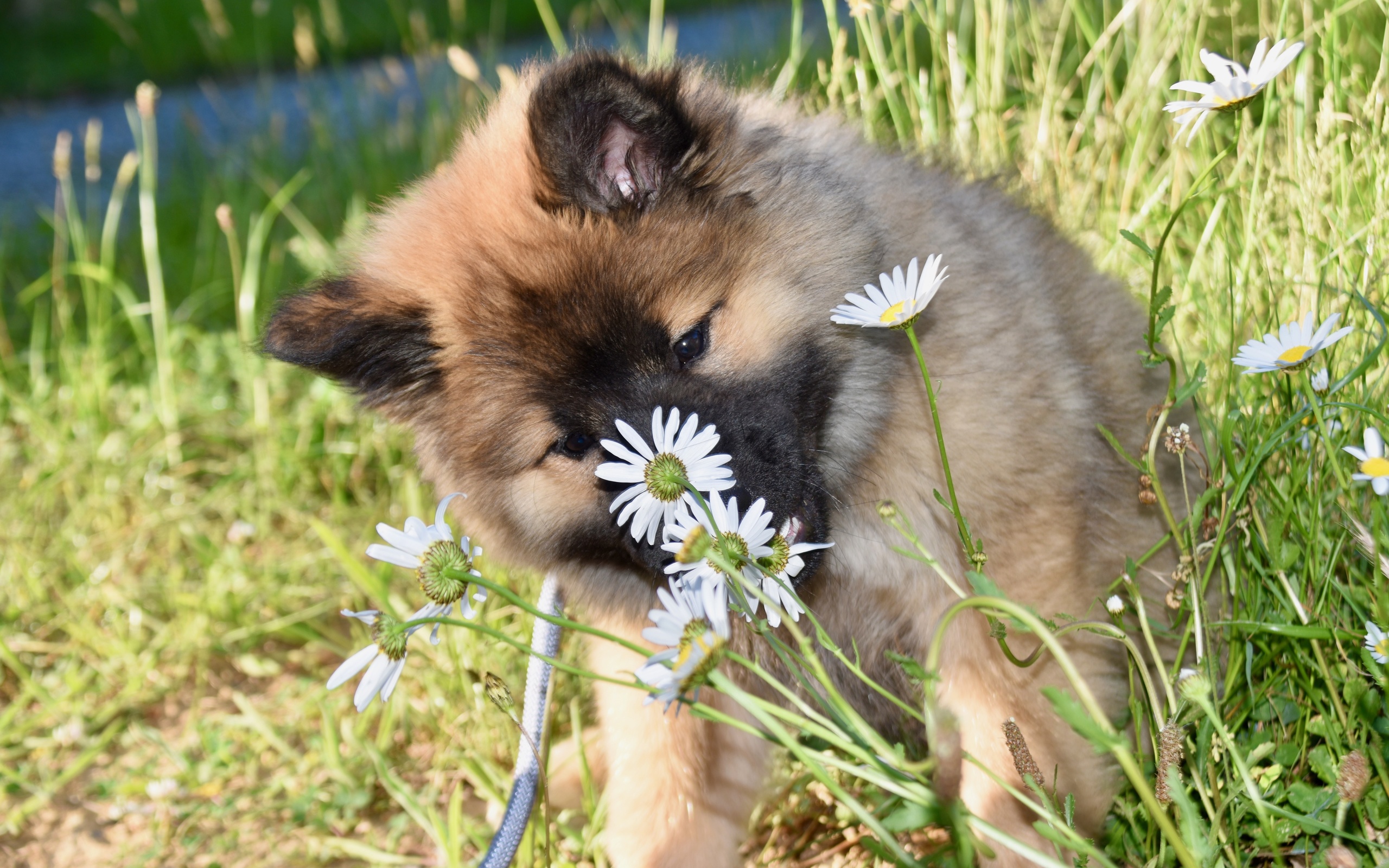 , , , eurasier