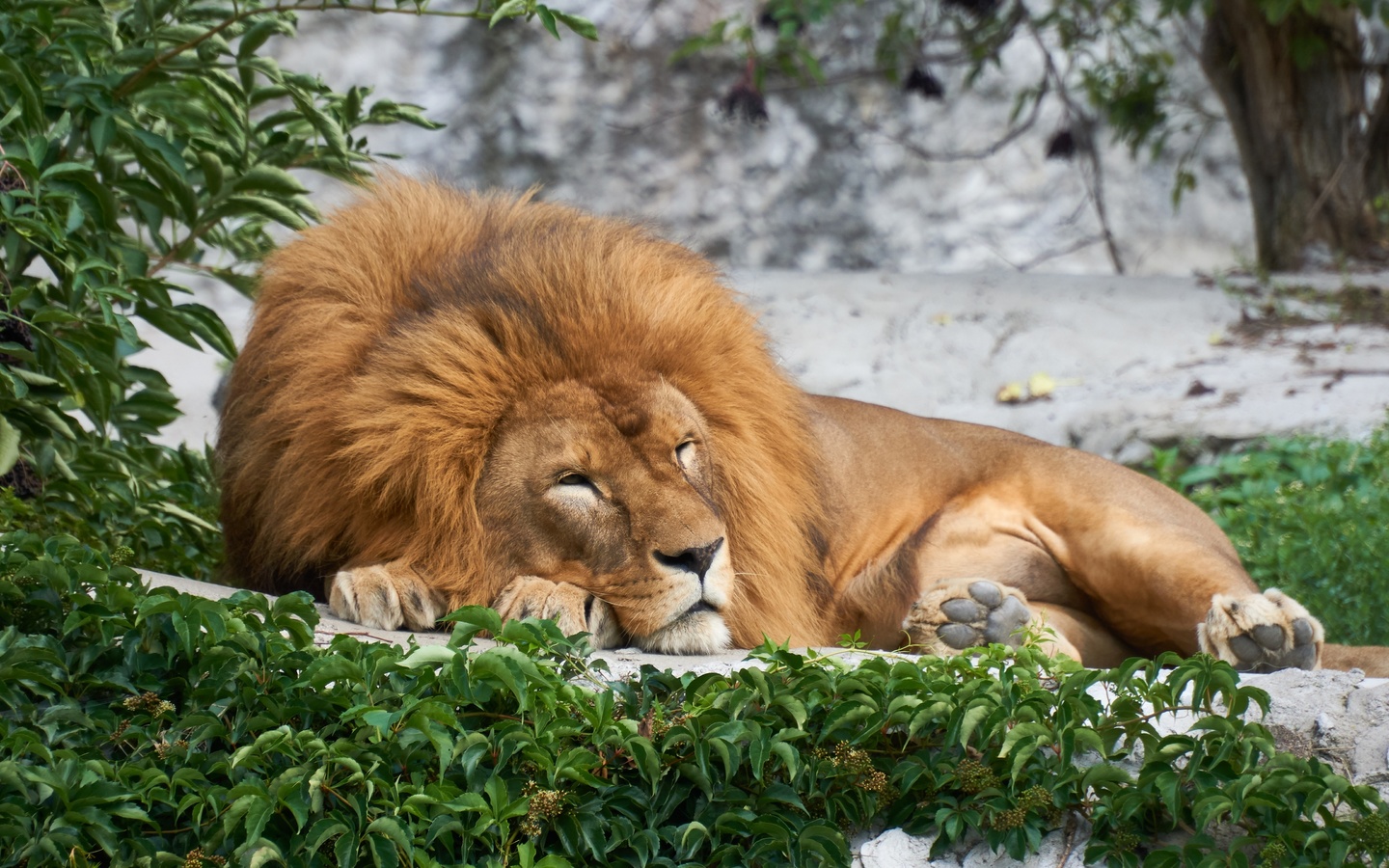 lion, lying down, king, mane, predator, big cats