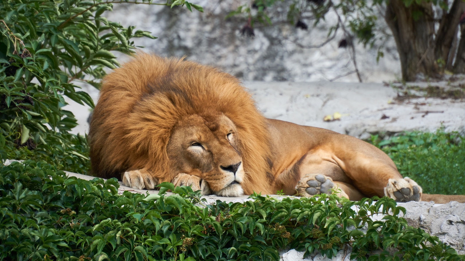 lion, lying down, king, mane, predator, big cats