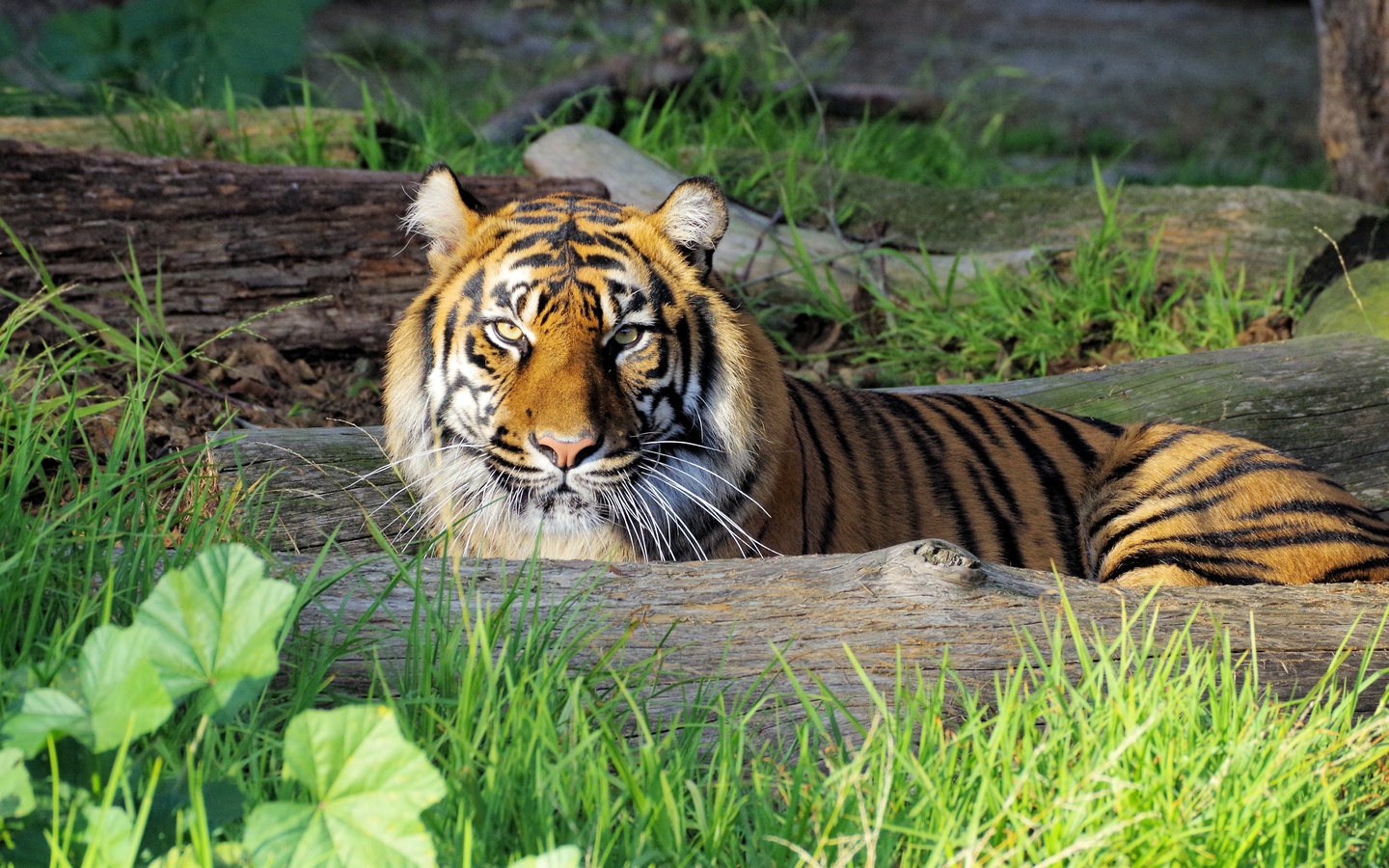 tiger, big cats, predator, stare, glance