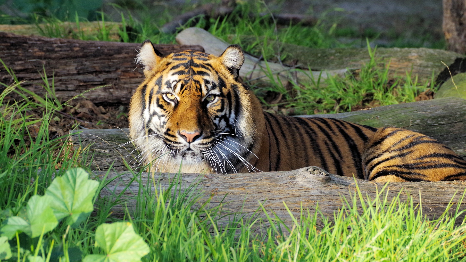 tiger, big cats, predator, stare, glance