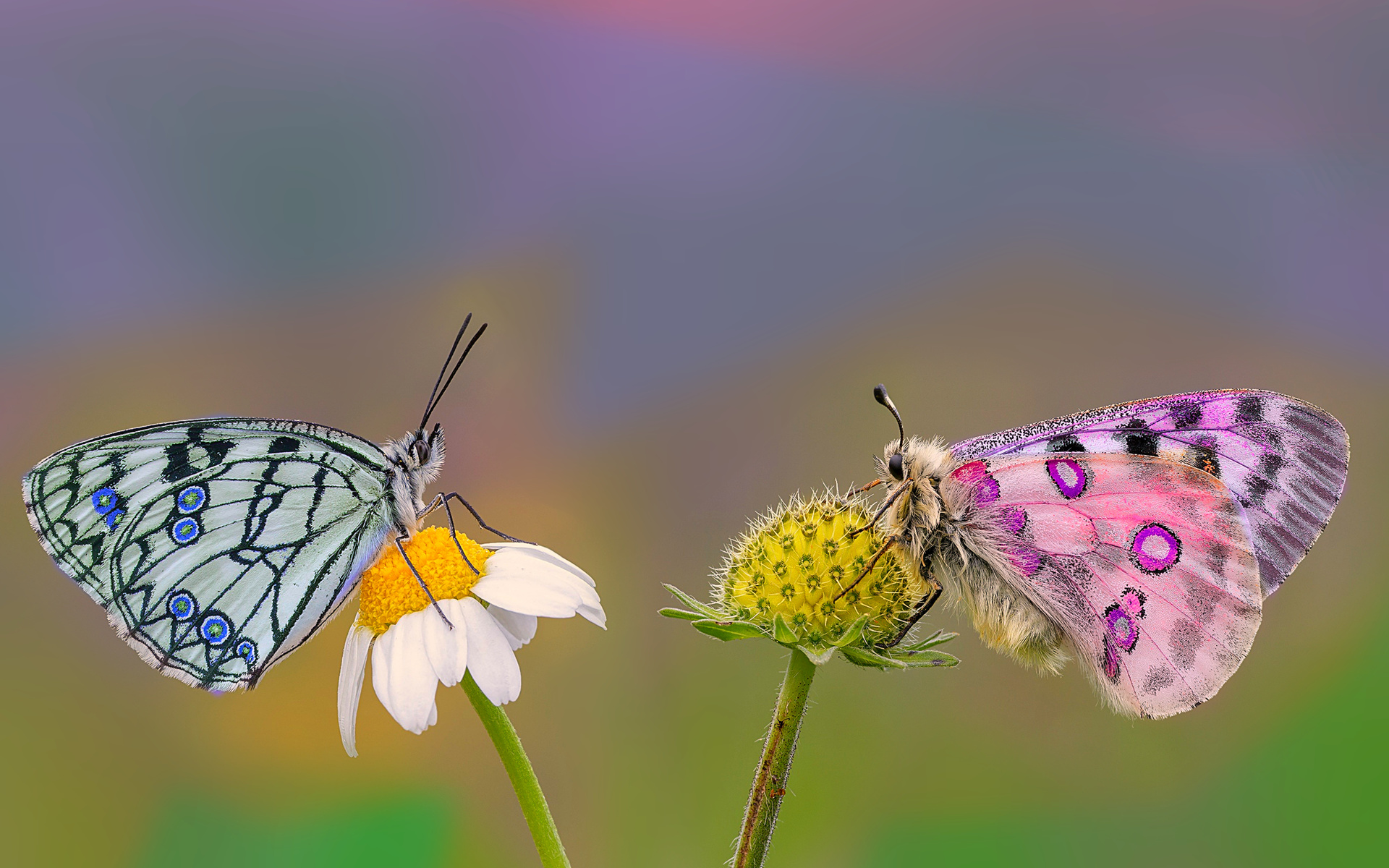 насекомые летом. бабочки в природе. бабочка на цветке. павлиний глаз (бабочка). обои на рабочий стол лето бабочки.