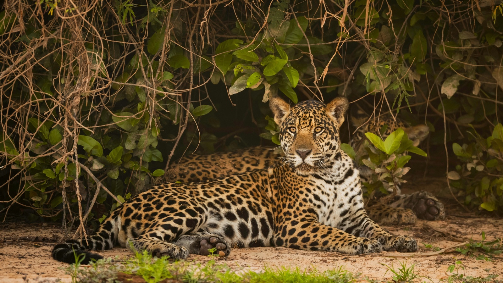 jaguar, lying down, big cats, predator, forest