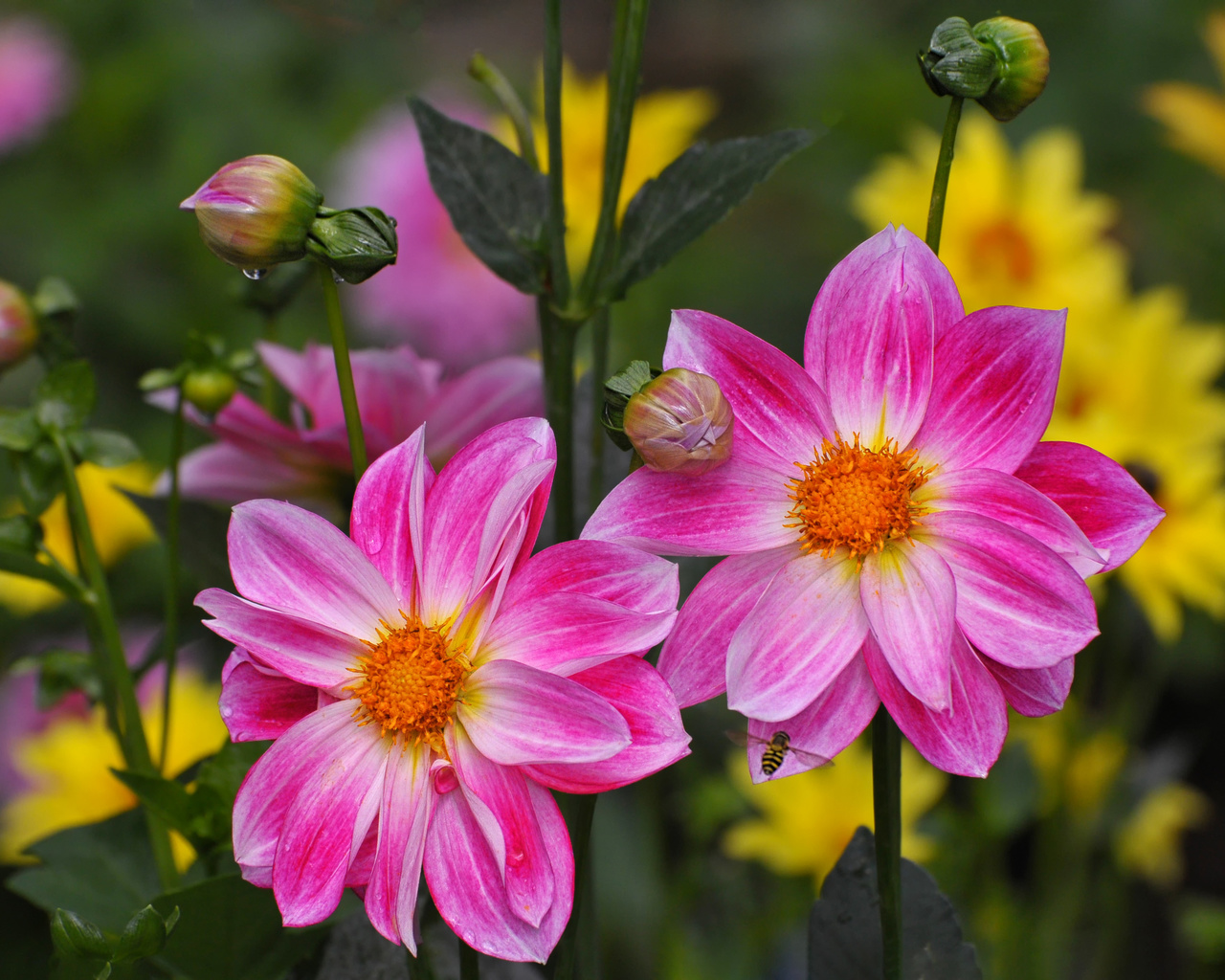 dahlias, 