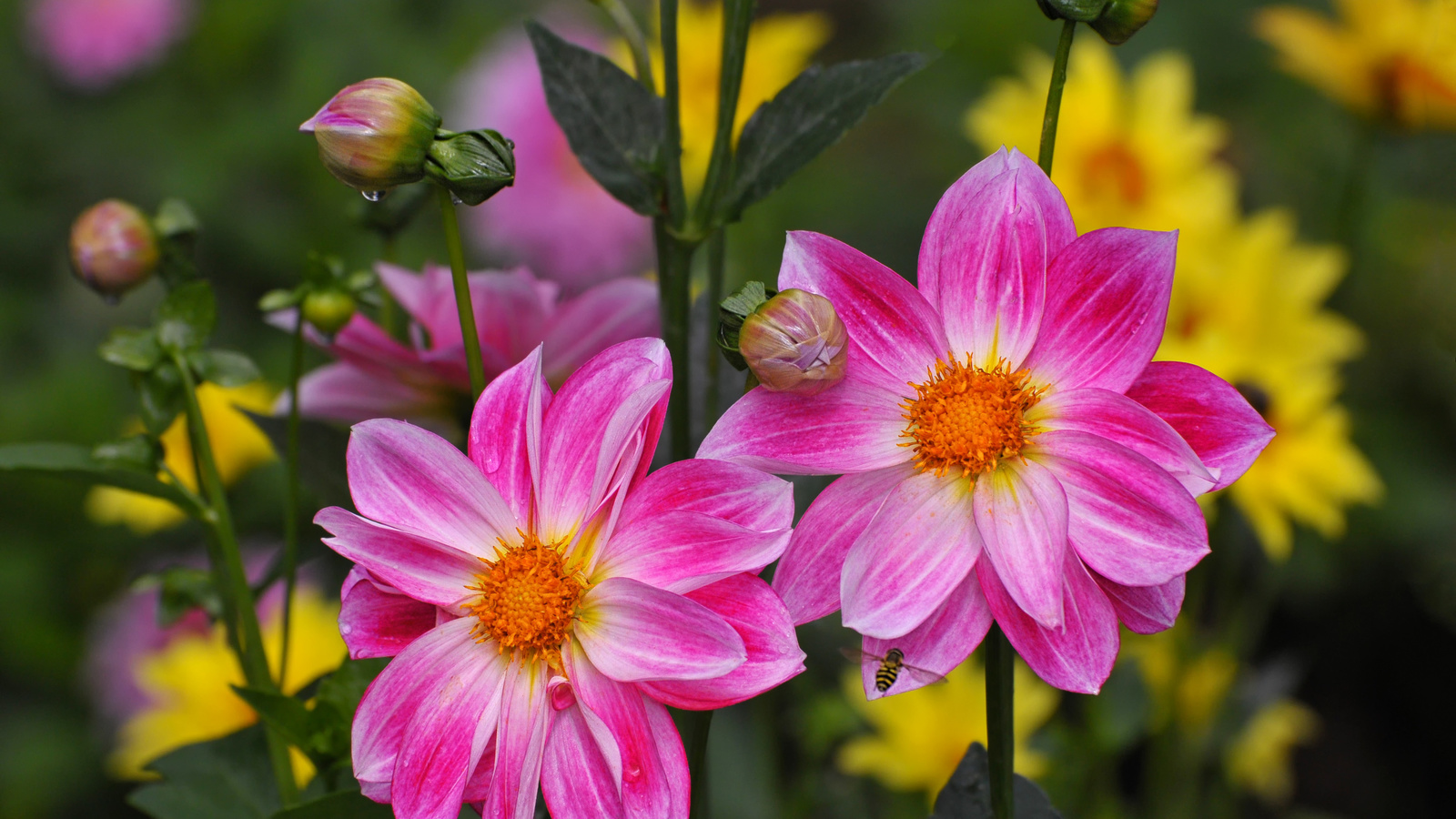 dahlias, 