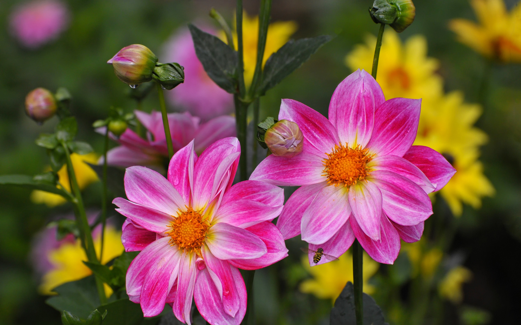 dahlias, 